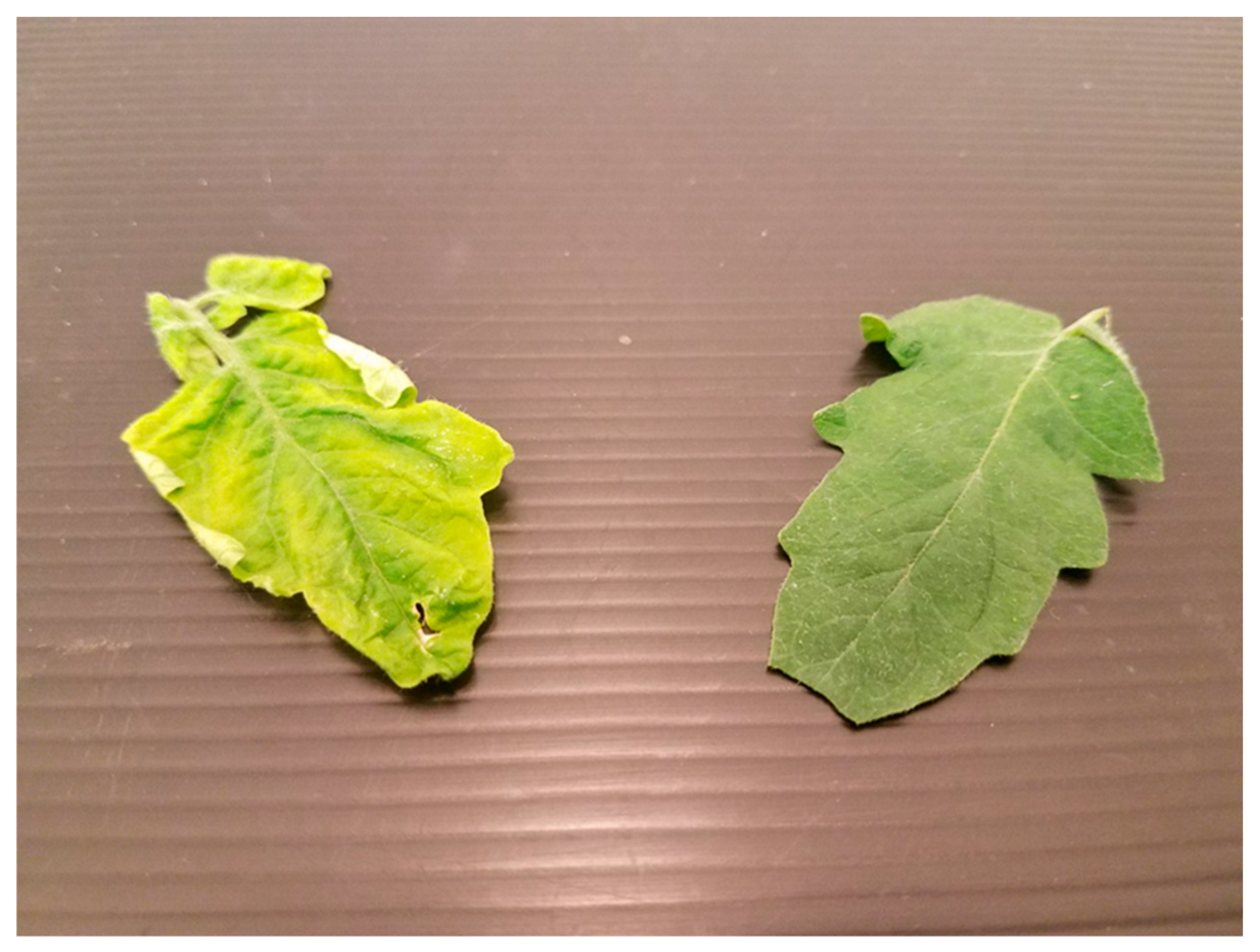 Insects 11 00115 g004