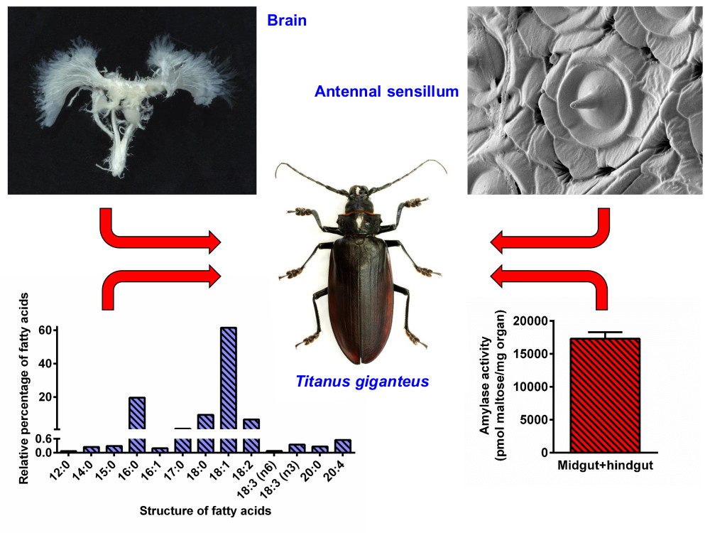Nautical Isolate Mastery Insects | Free Full-Text | First Comprehensive Study of a Giant among the  Insects, Titanus giganteus: Basic Facts from Its Biochemistry, Physiology,  and Anatomy | HTML