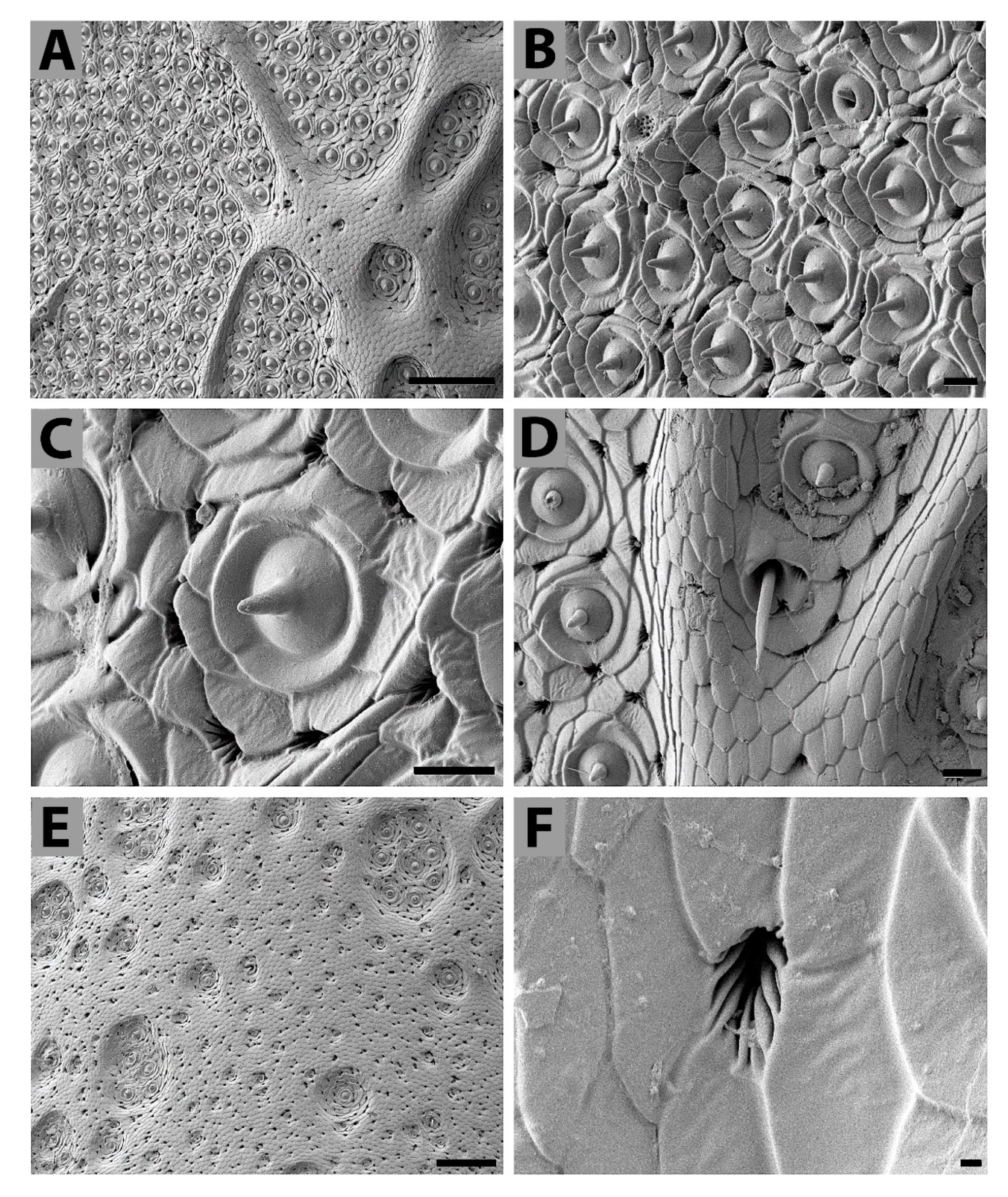 Insects 11 00120 g002