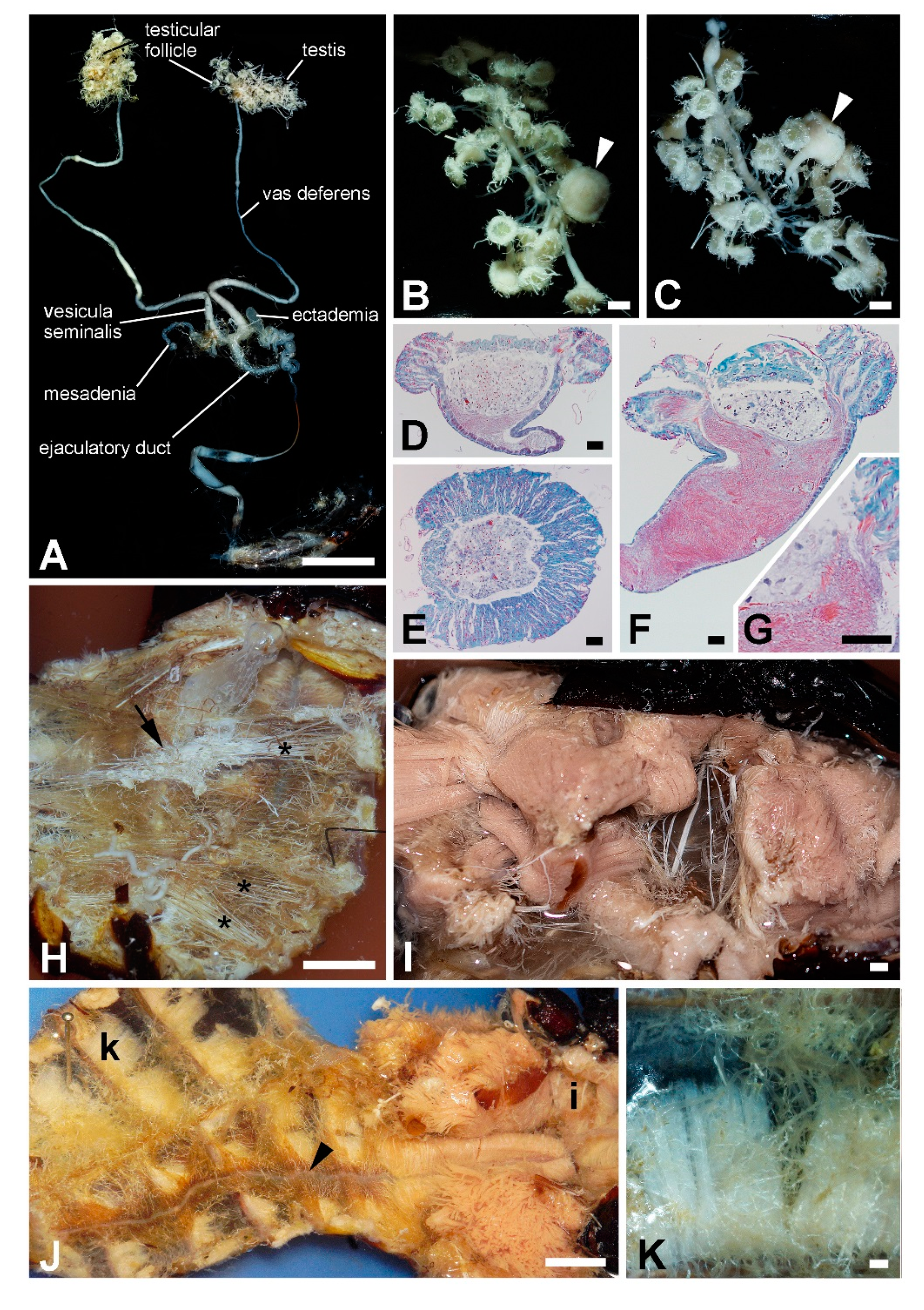 Insects 11 00120 g005