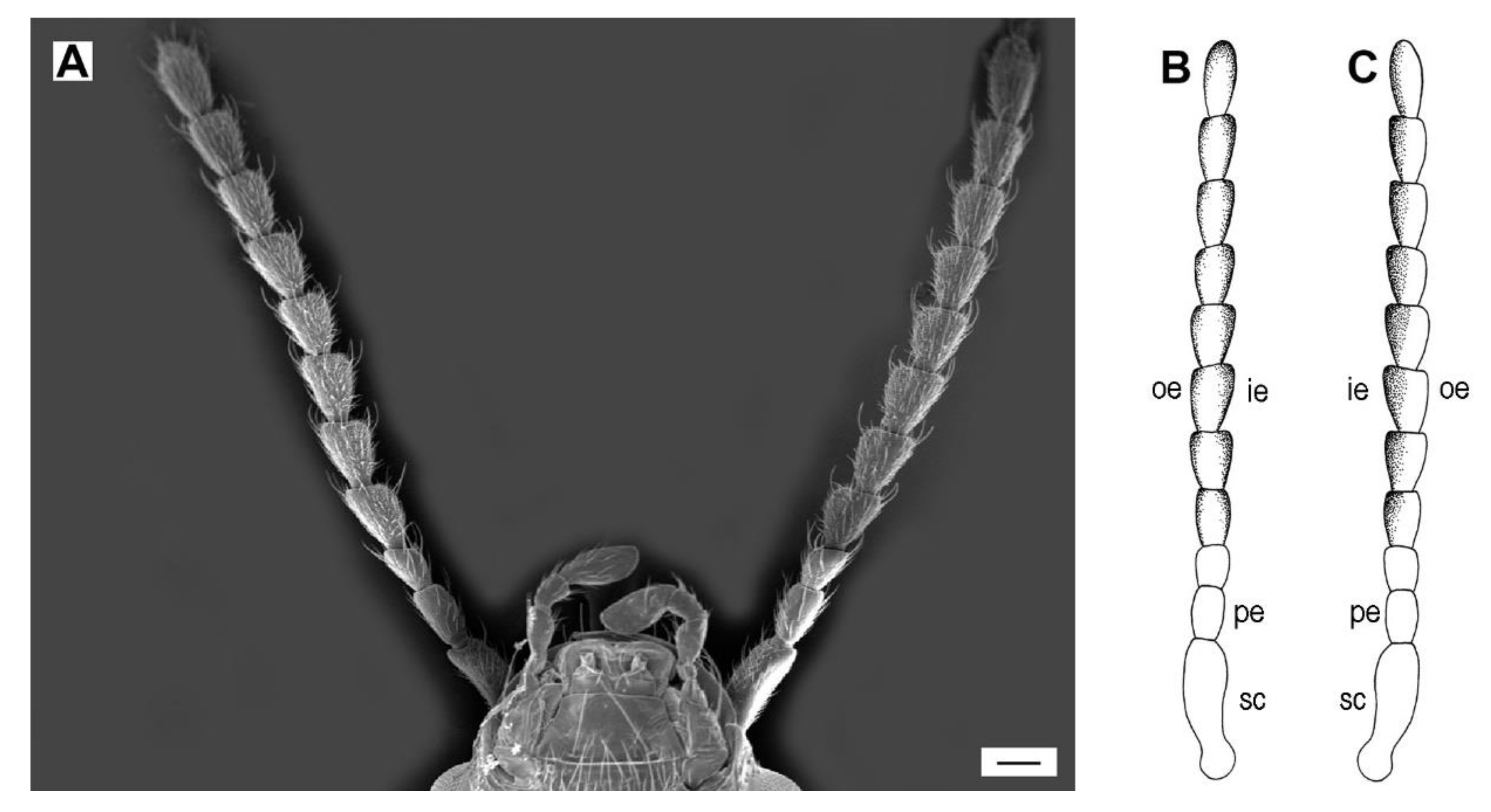 Insects 11 00137 g002 Insects 11 00137 g002