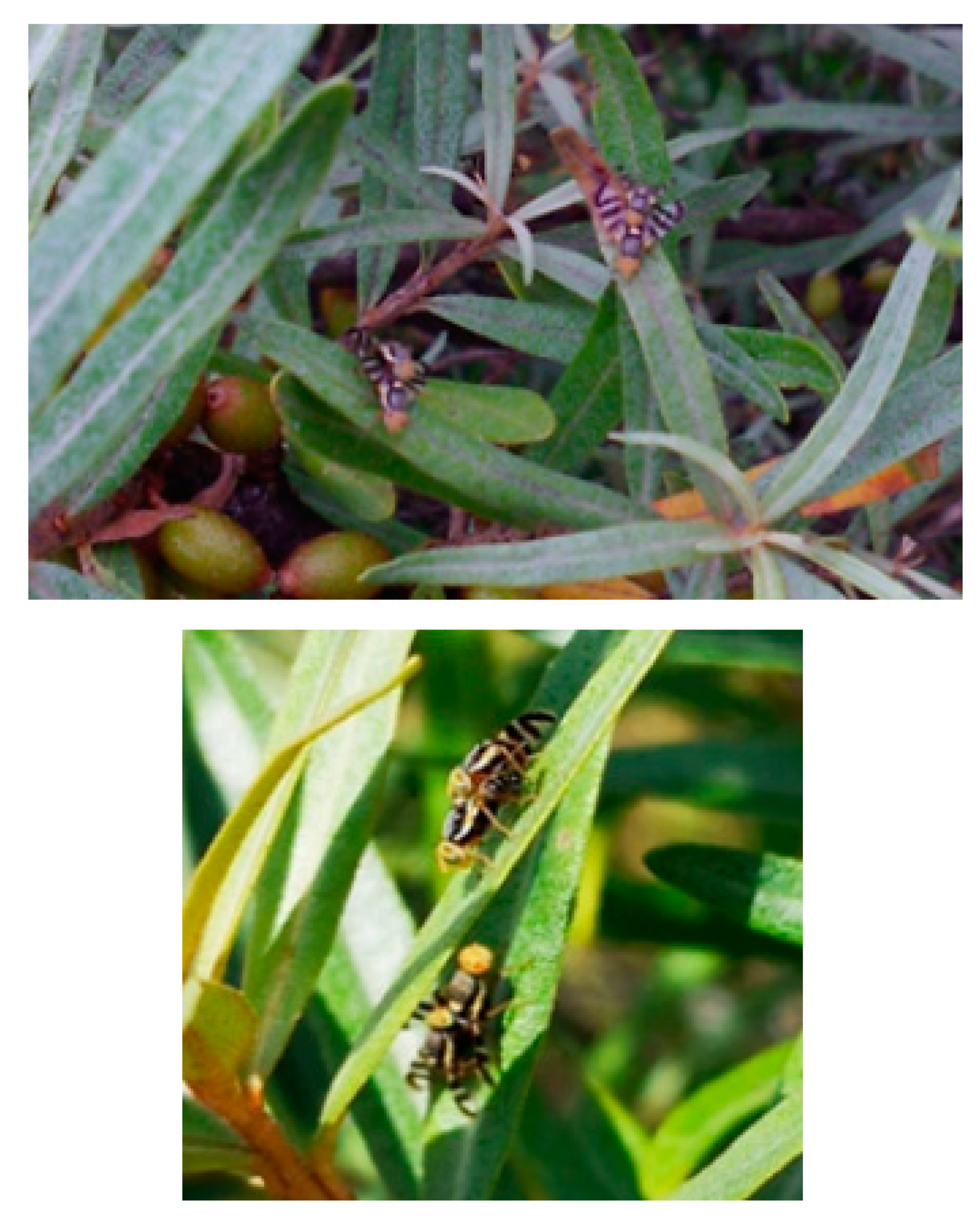 Insects 11 00138 g008