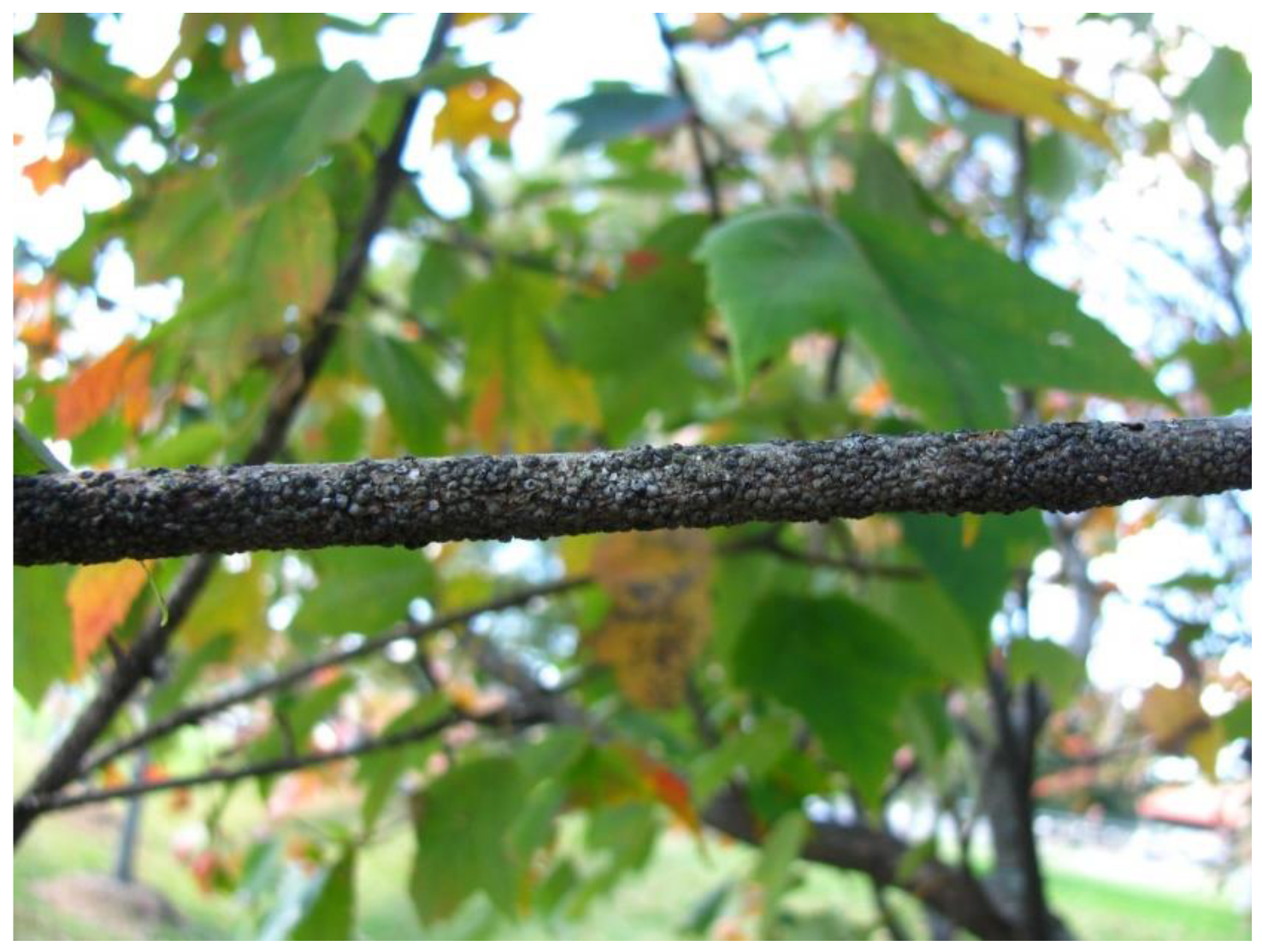 Insects 11 00142 g002 Insects 11 00142 g002