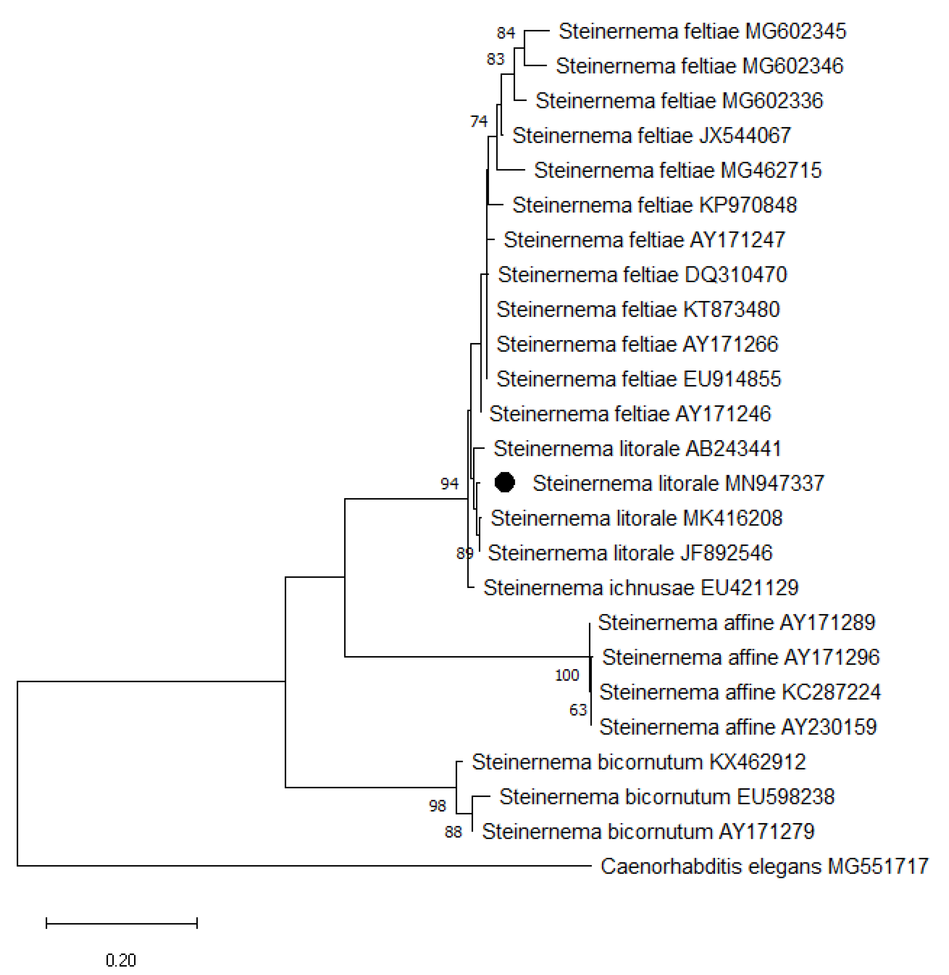 insects free full text first record of the entomopathogenic nematode steinernema litorale filipjev rhabditida steinernematidae and its symbiotic bacterium from turkey and its efficacy capability html