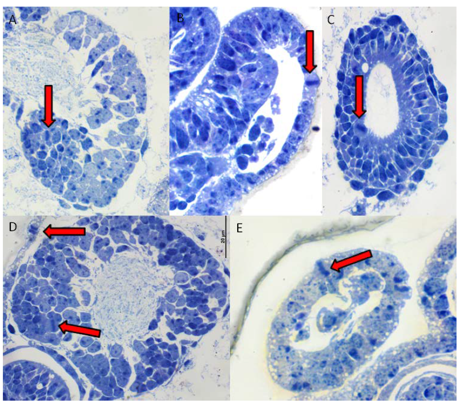 Insects 11 00150 g003 Insects 11 00150 g003