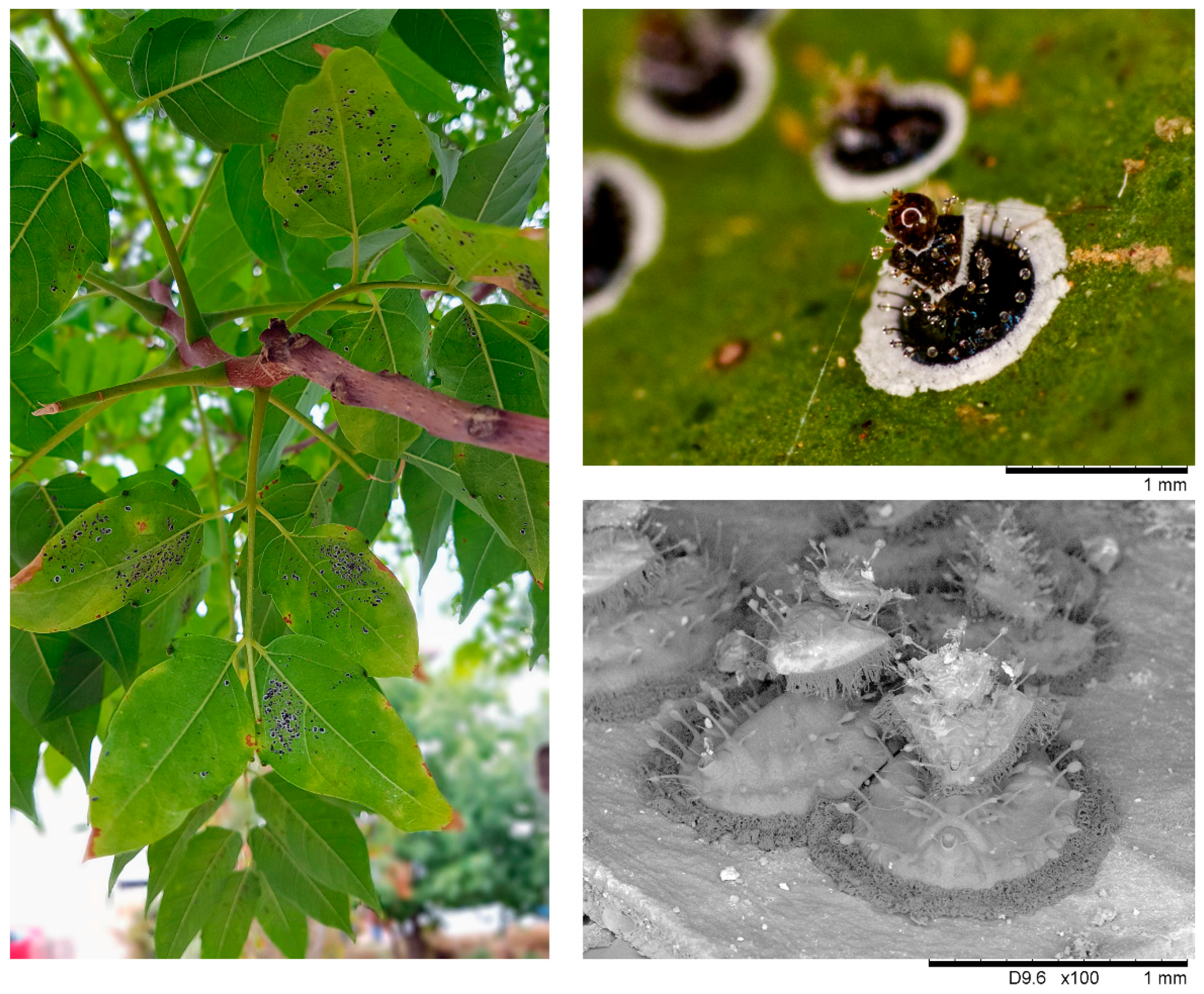 Insects 11 00161 g001 Insects 11 00161 g001