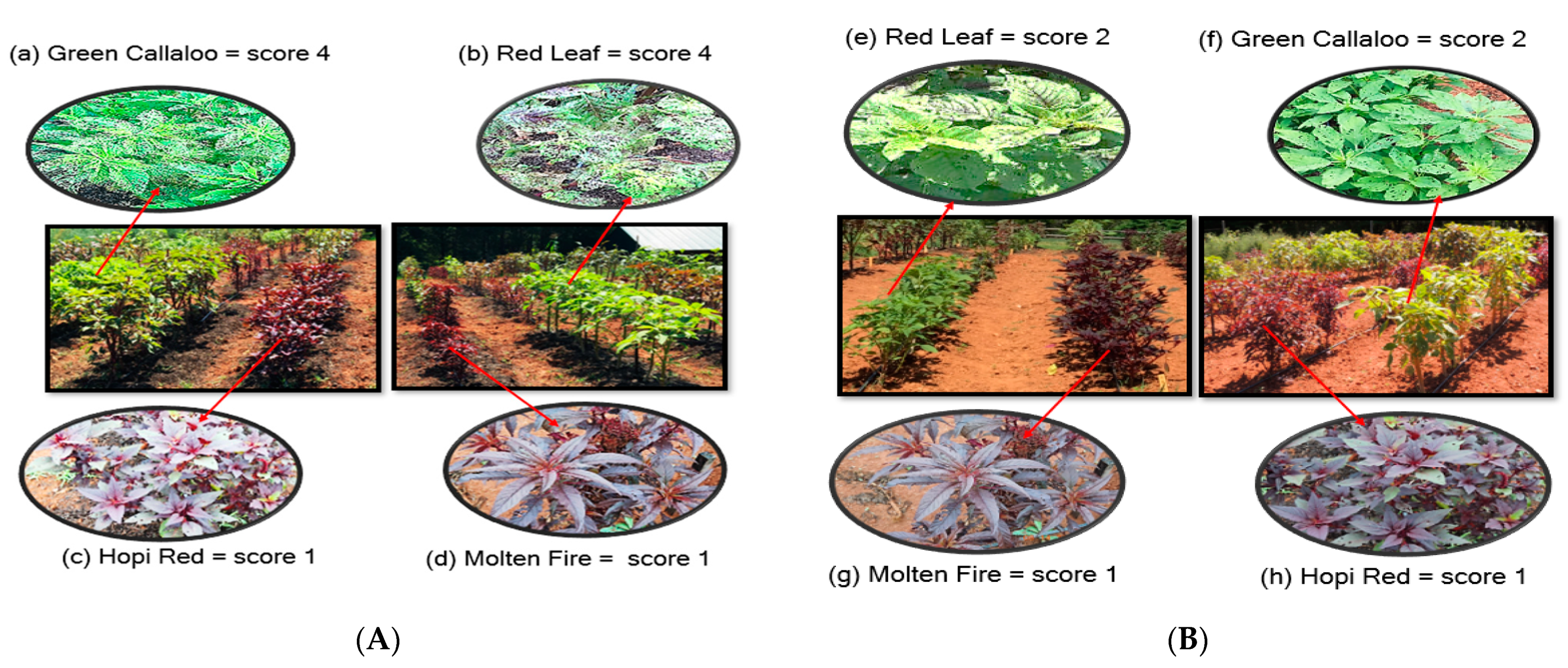 Insects 11 00162 g003 Insects 11 00162 g003