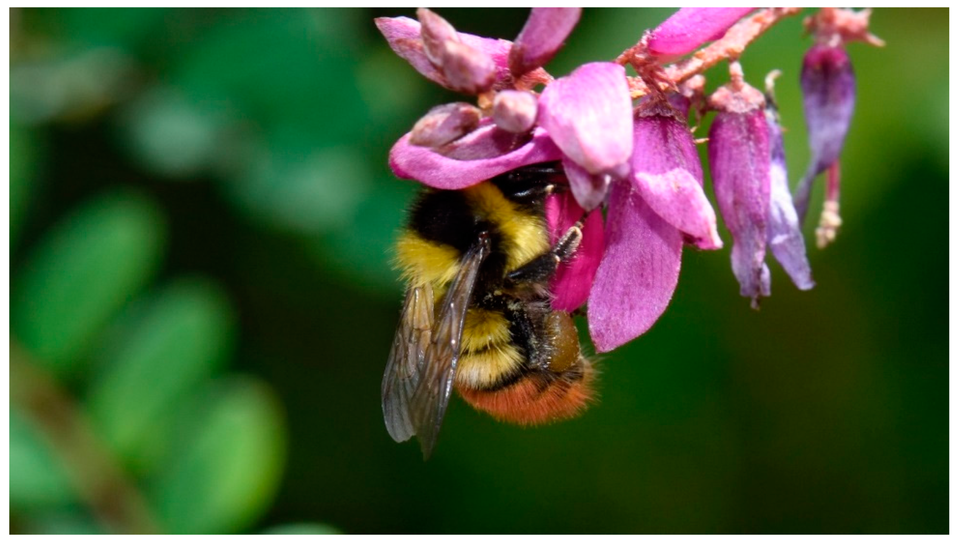 Insects 11 00163 g001 Insects 11 00163 g001