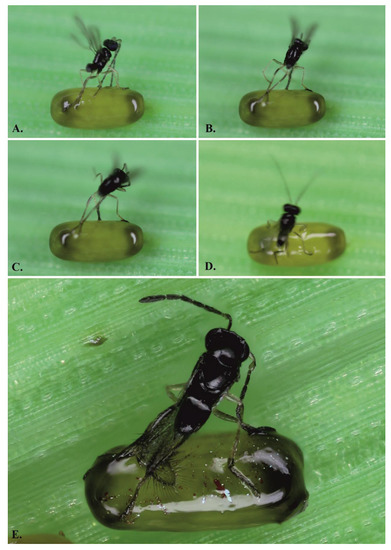 insects free full text host specificity of the parasitic wasp anaphes flavipes hymenoptera mymaridae and a new defence in its hosts coleoptera chrysomelidae oulema spp html