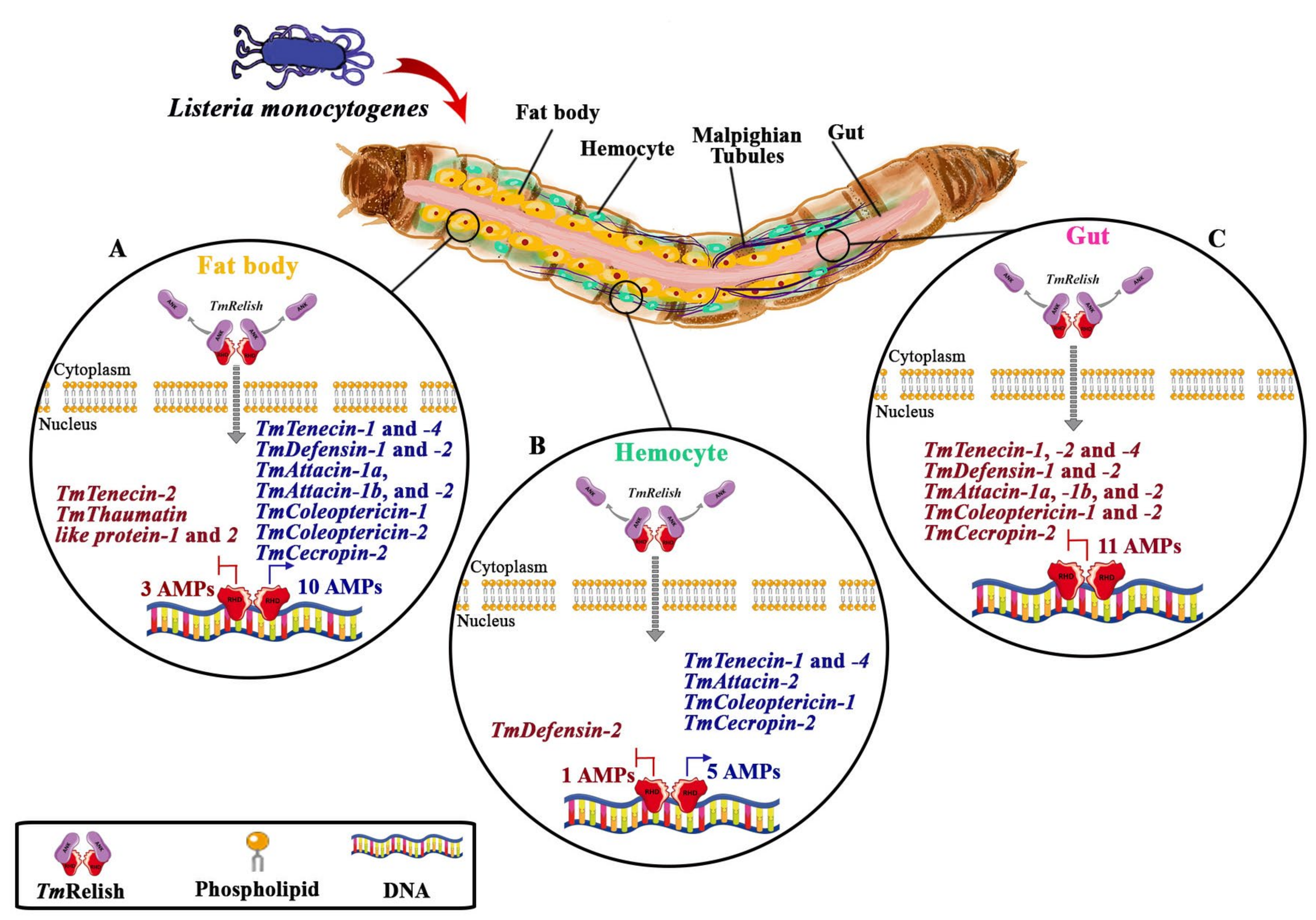 Insects 11 00188 g005 Insects 11 00188 g005