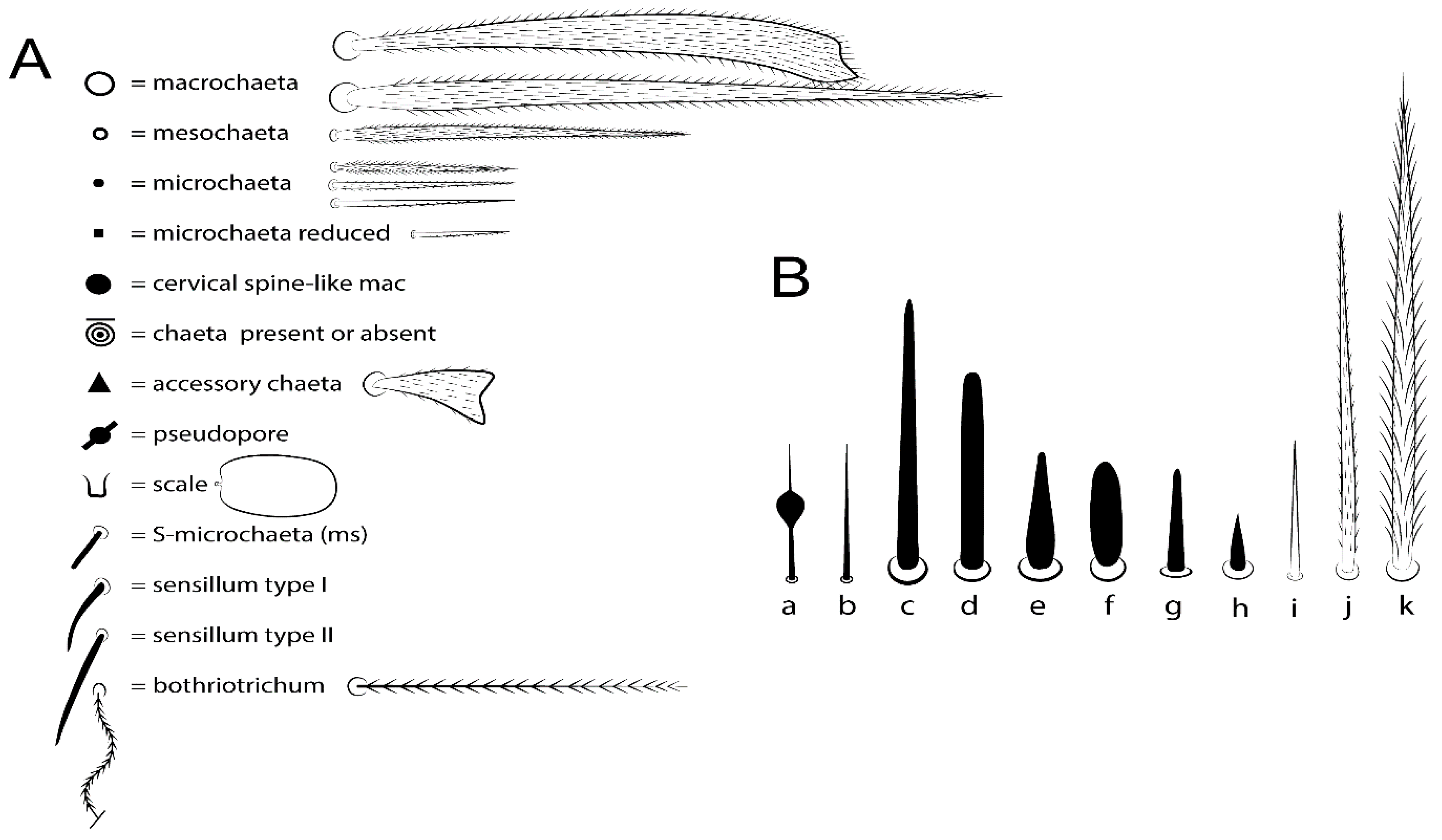 Insects Free Full Text Review Of Eyeless Pseudosinella