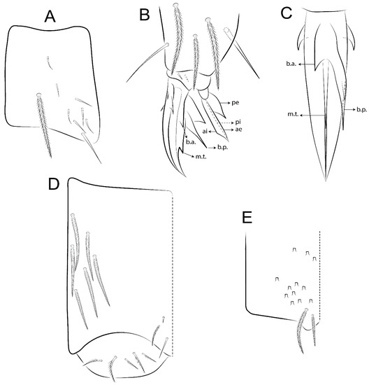 Insects, Free Full-Text