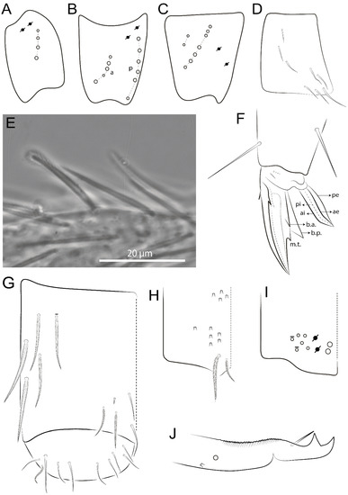 Pseudosinella ambigua Zeppelini & Brito & Lima 2018, sp. nov