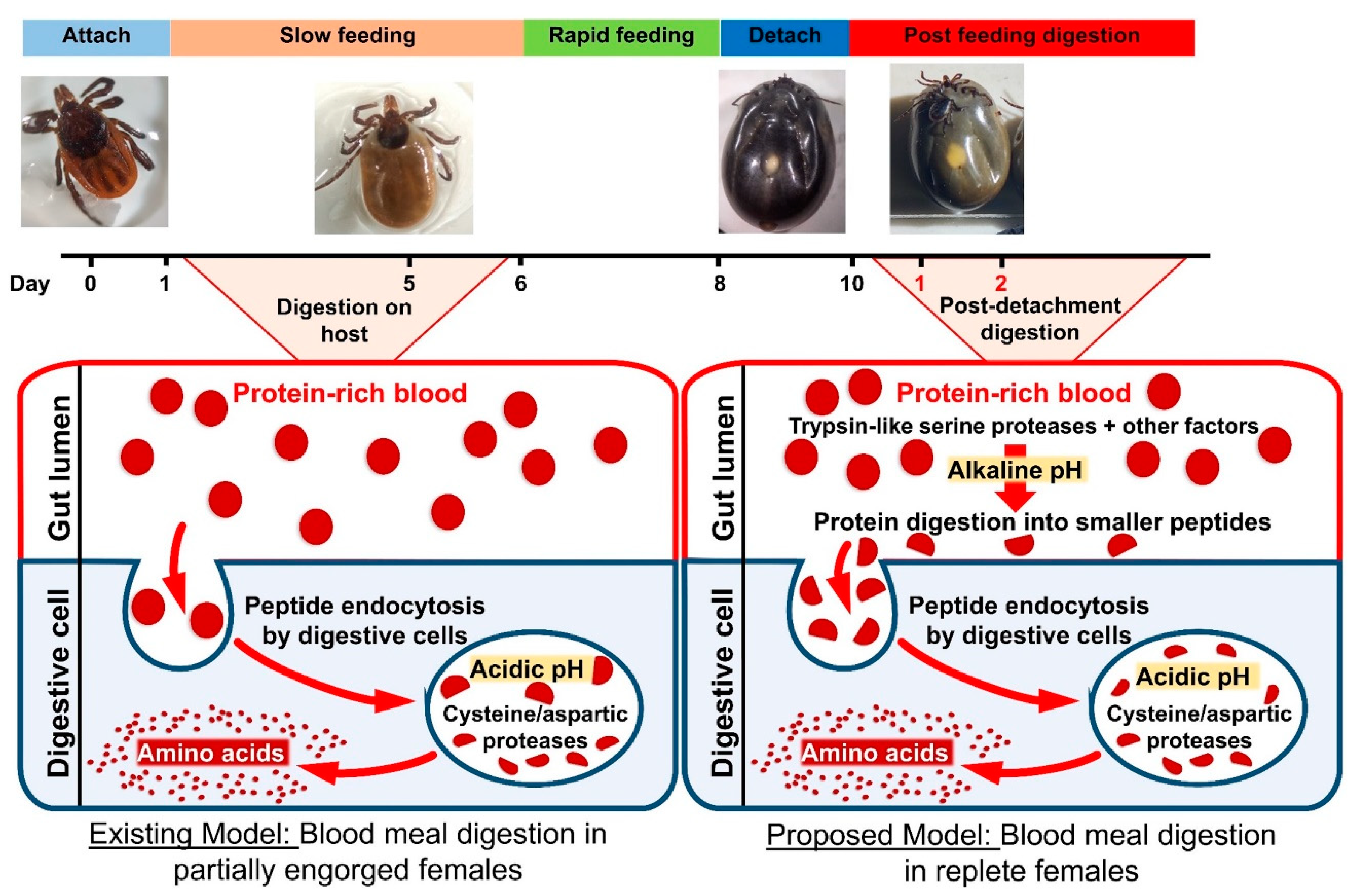 Insects 11 00201 g005 Insects 11 00201 g005