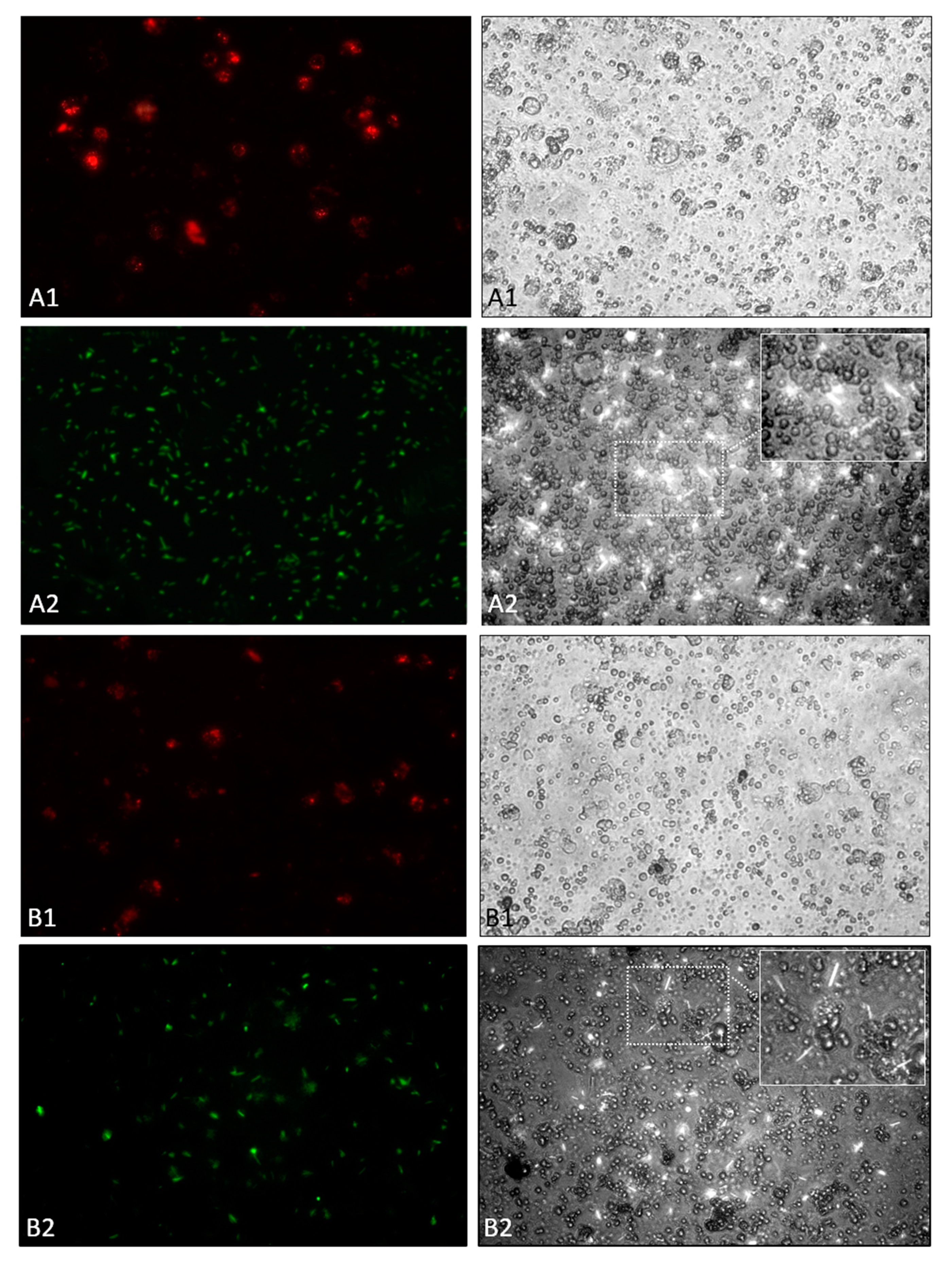 Insects 11 00210 g004