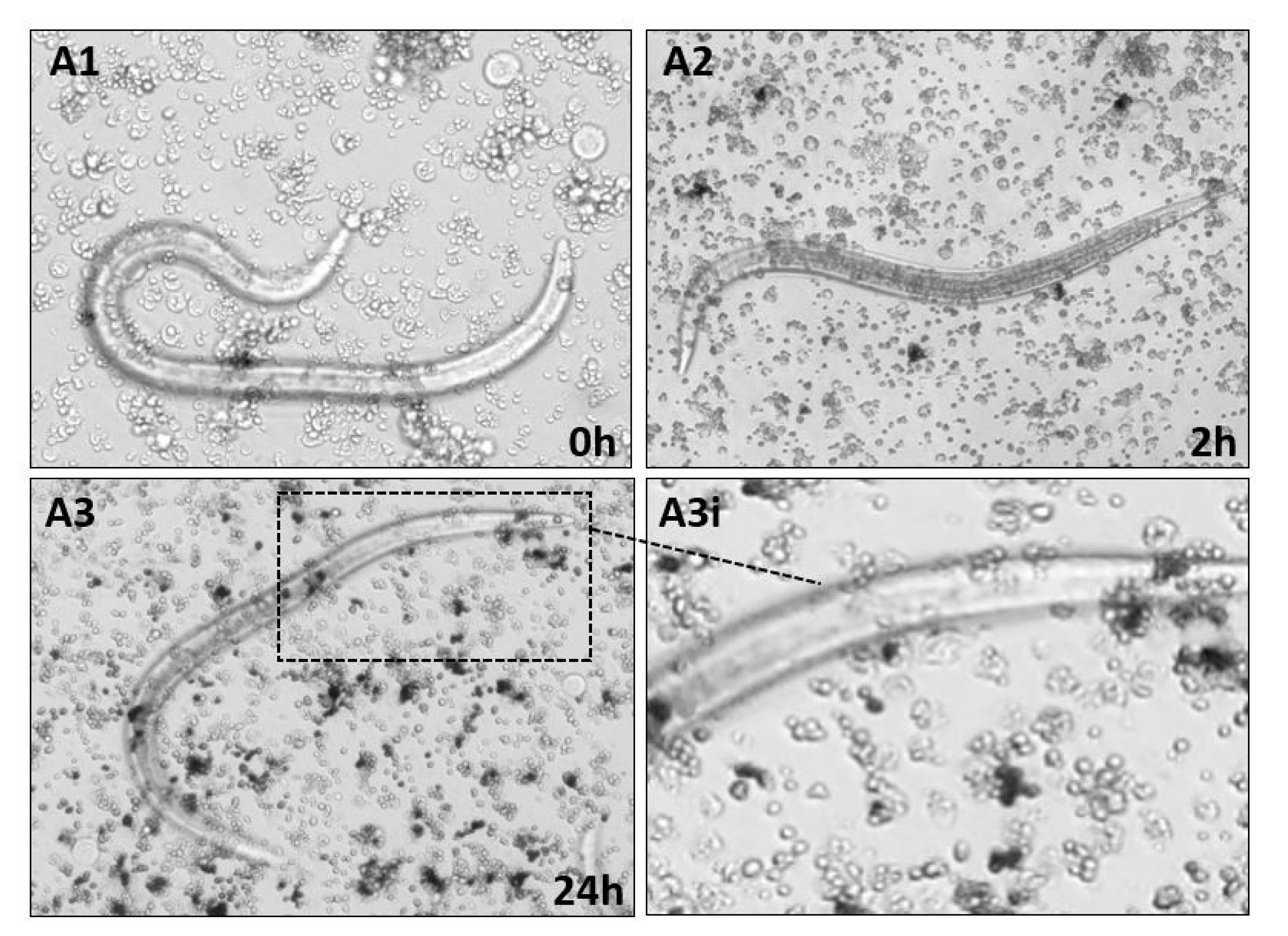 Insects 11 00210 g005a
