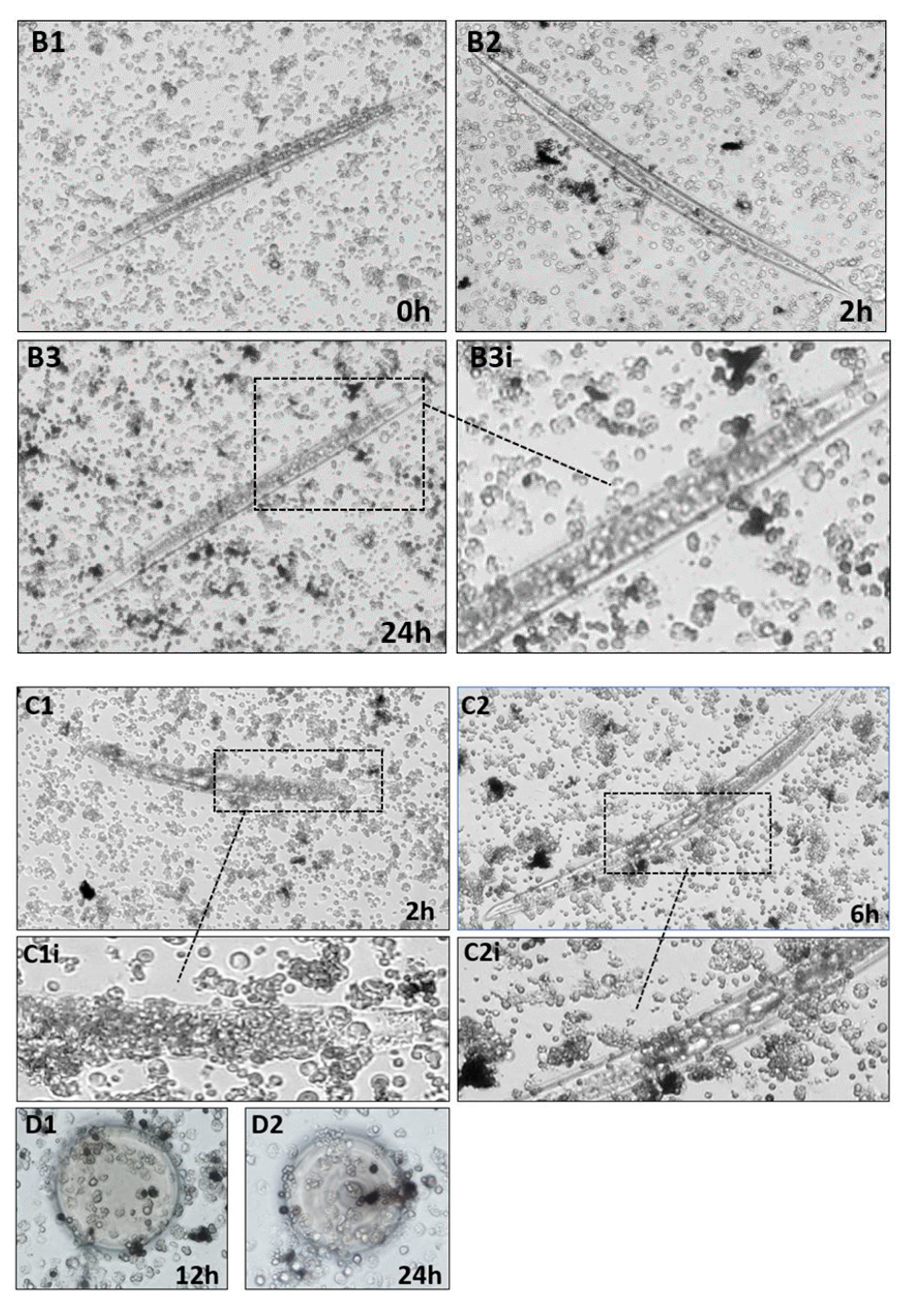 Insects 11 00210 g005b