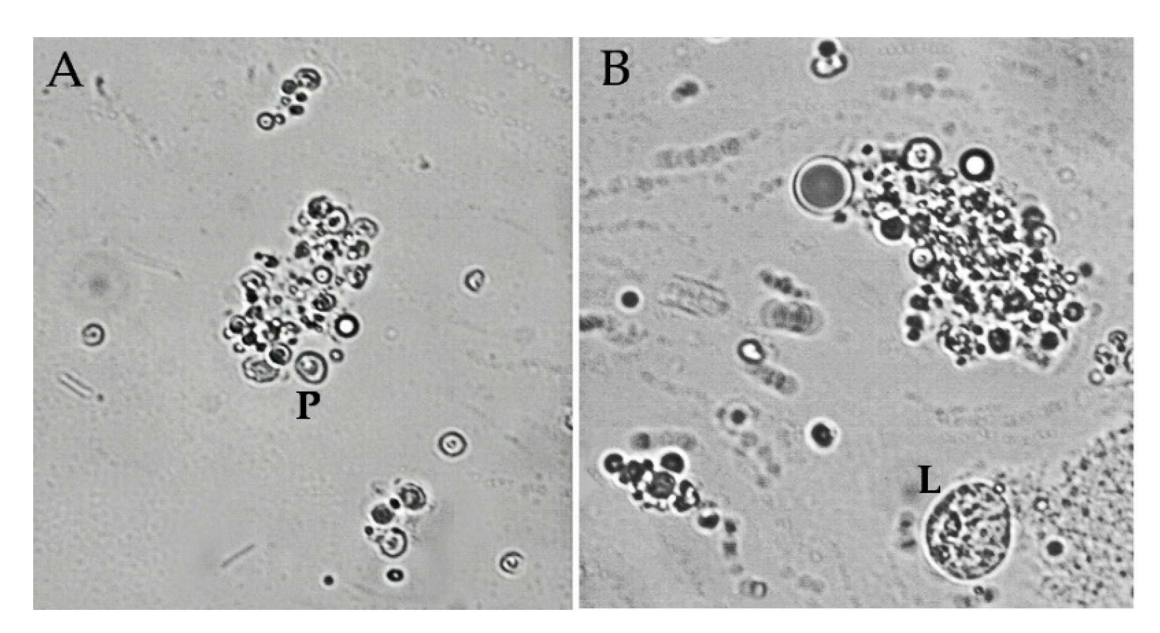Insects 11 00210 g006