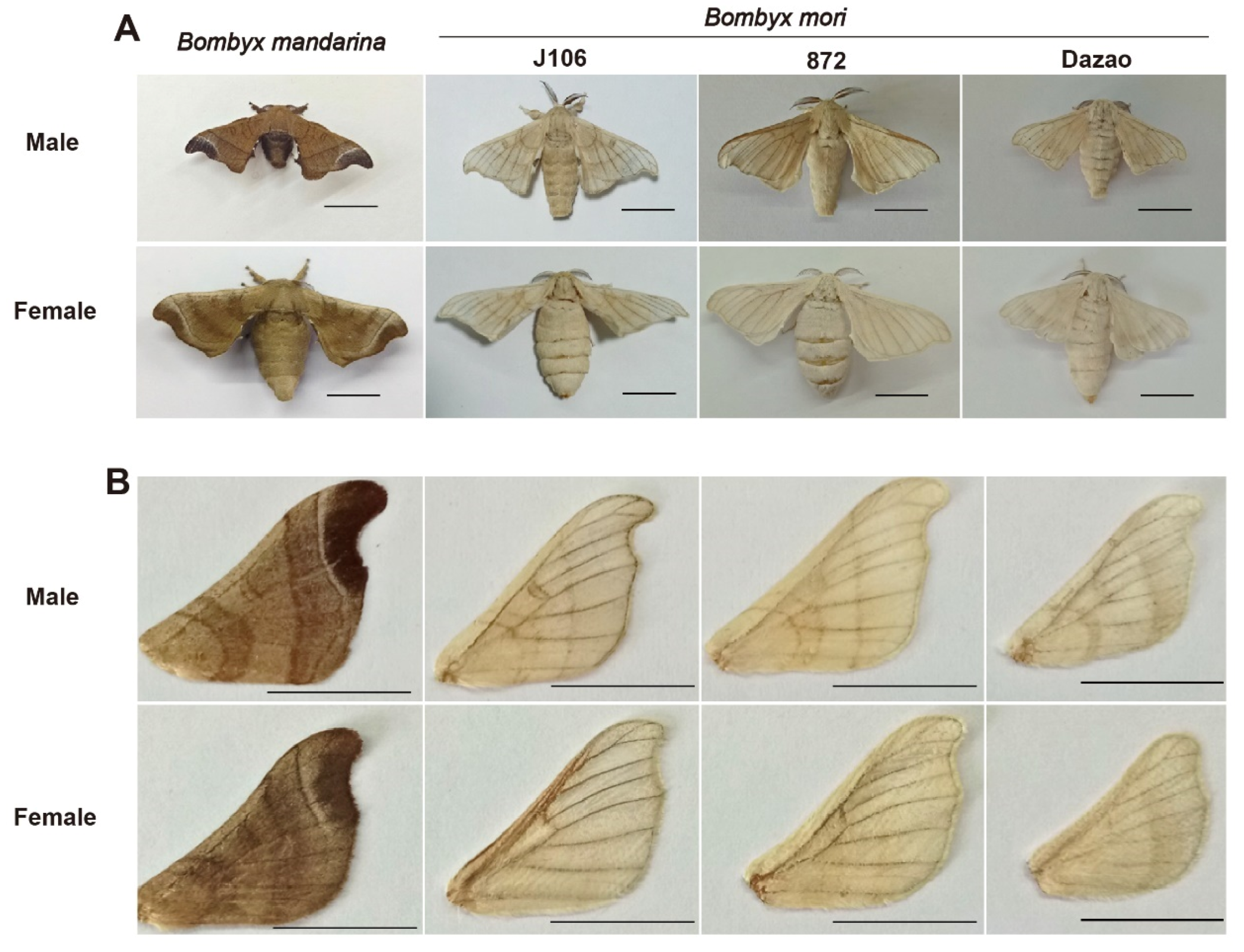 Insects Free FullText Flight Muscle and Wing Mechanical Properties