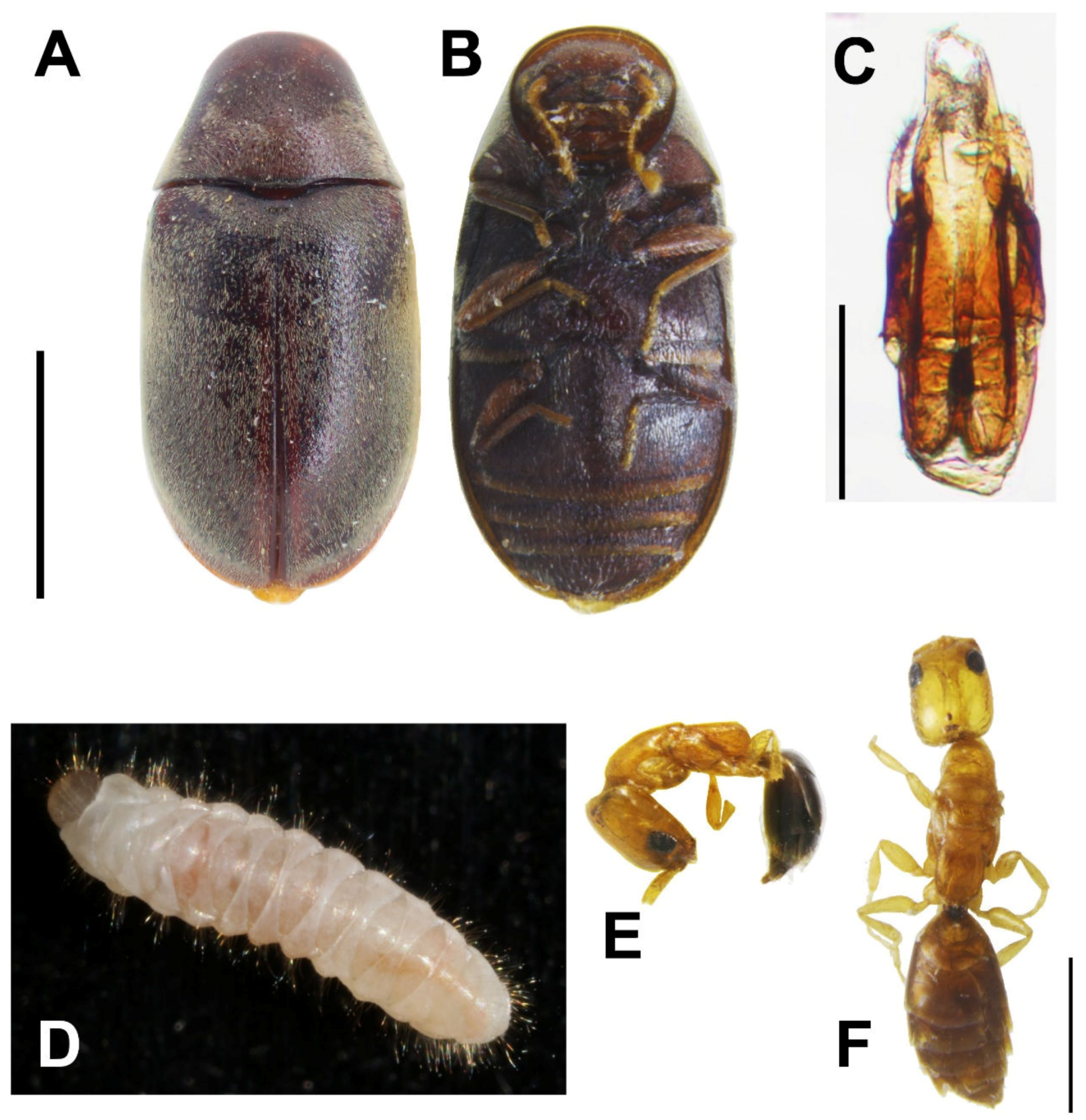 Insects 11 00223 g002