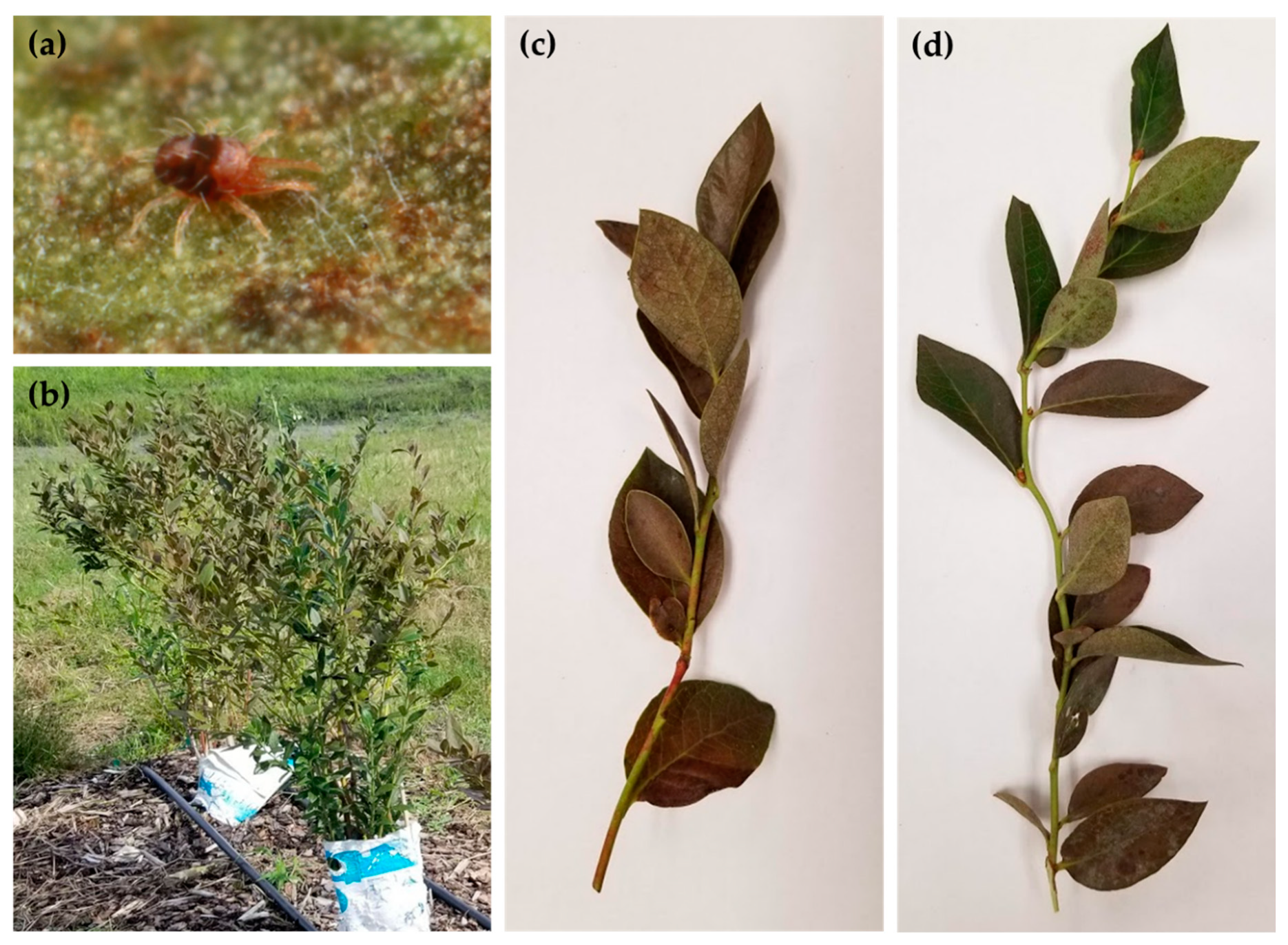 Insects Free Full Text Injury To Southern Highbush Blueberries By Southern Red Mites And Management Using Various Miticides Html