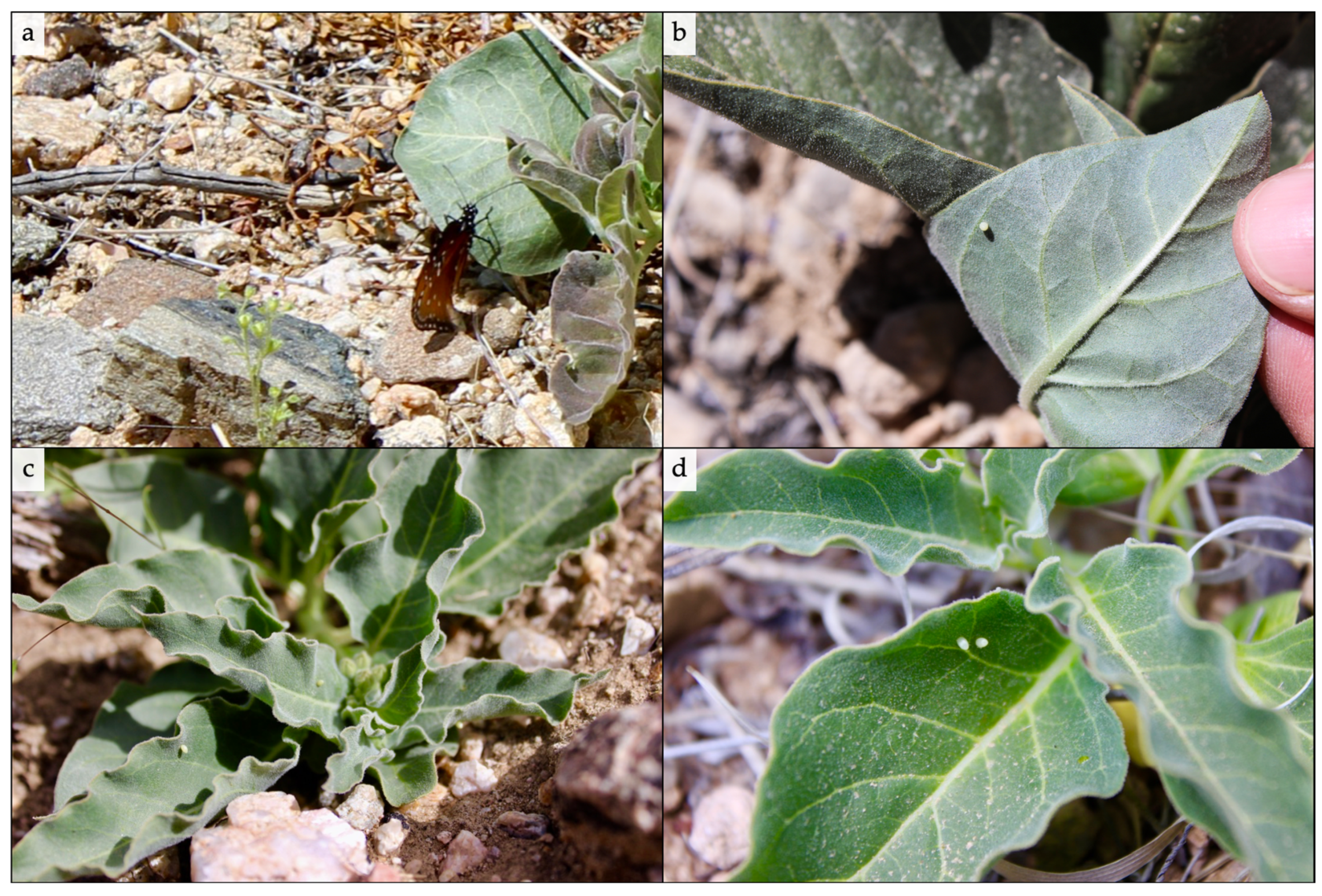 Insects 11 00257 g006 Insects 11 00257 g006