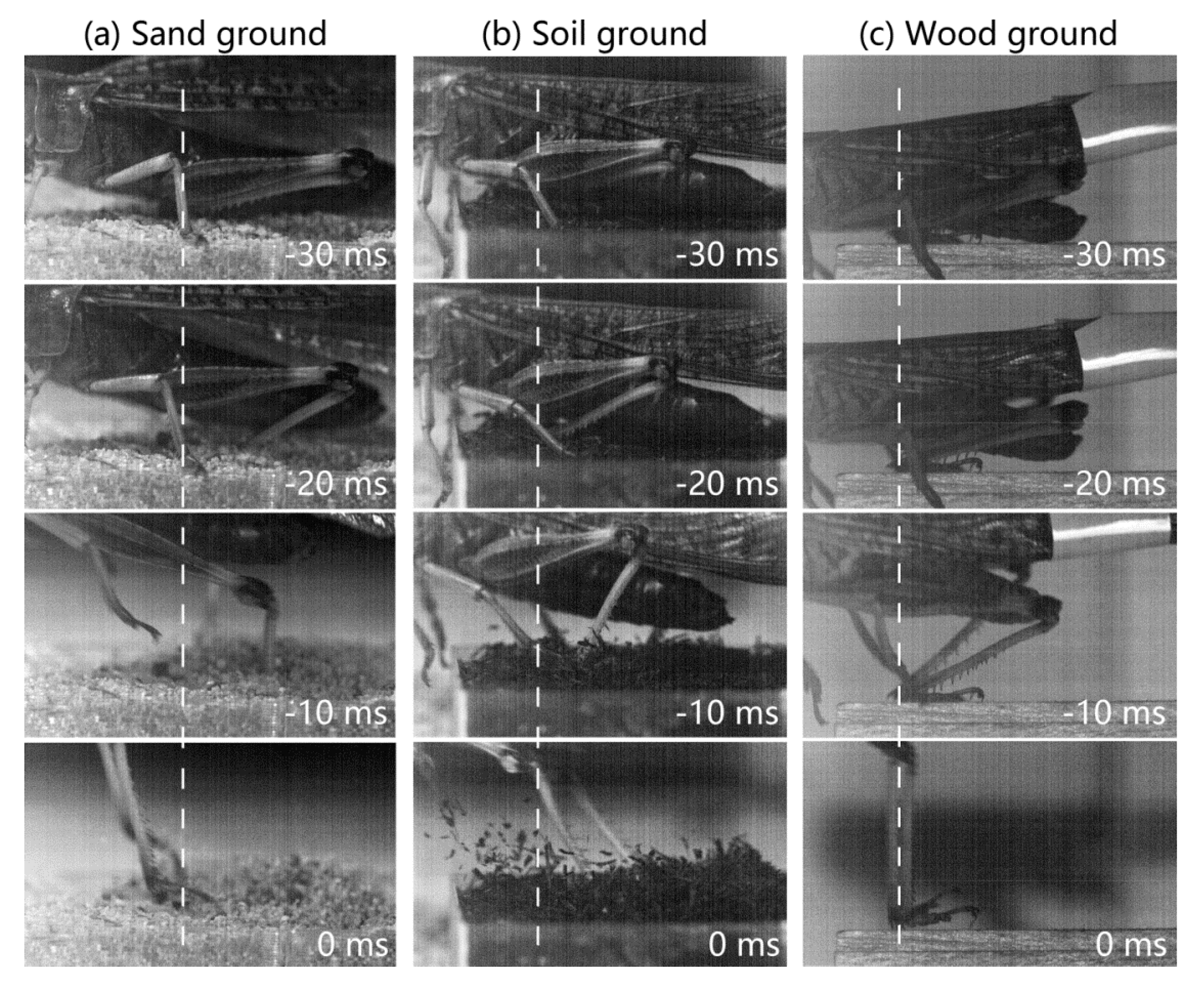 Insects 11 00259 g006
