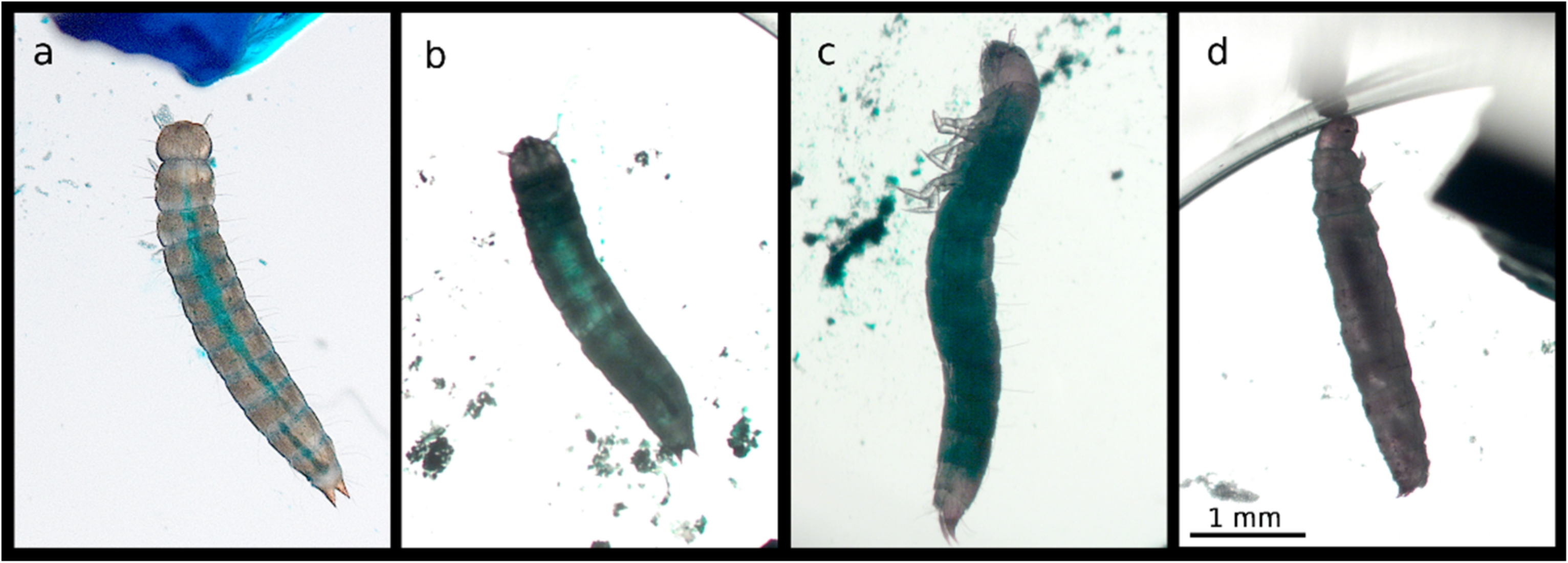 Insects 11 00261 g006 Insects 11 00261 g006