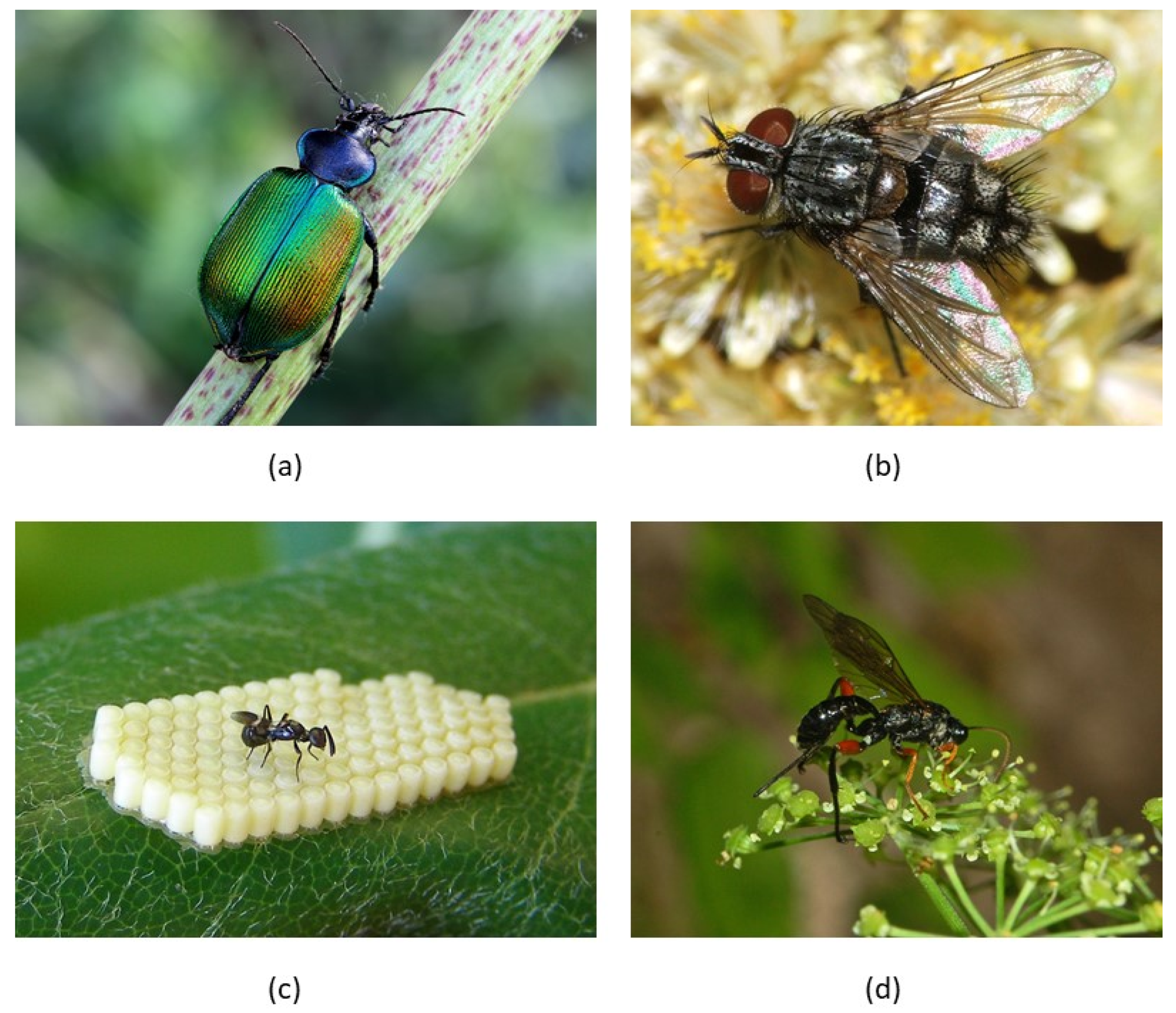 Insects 11 00267 g002