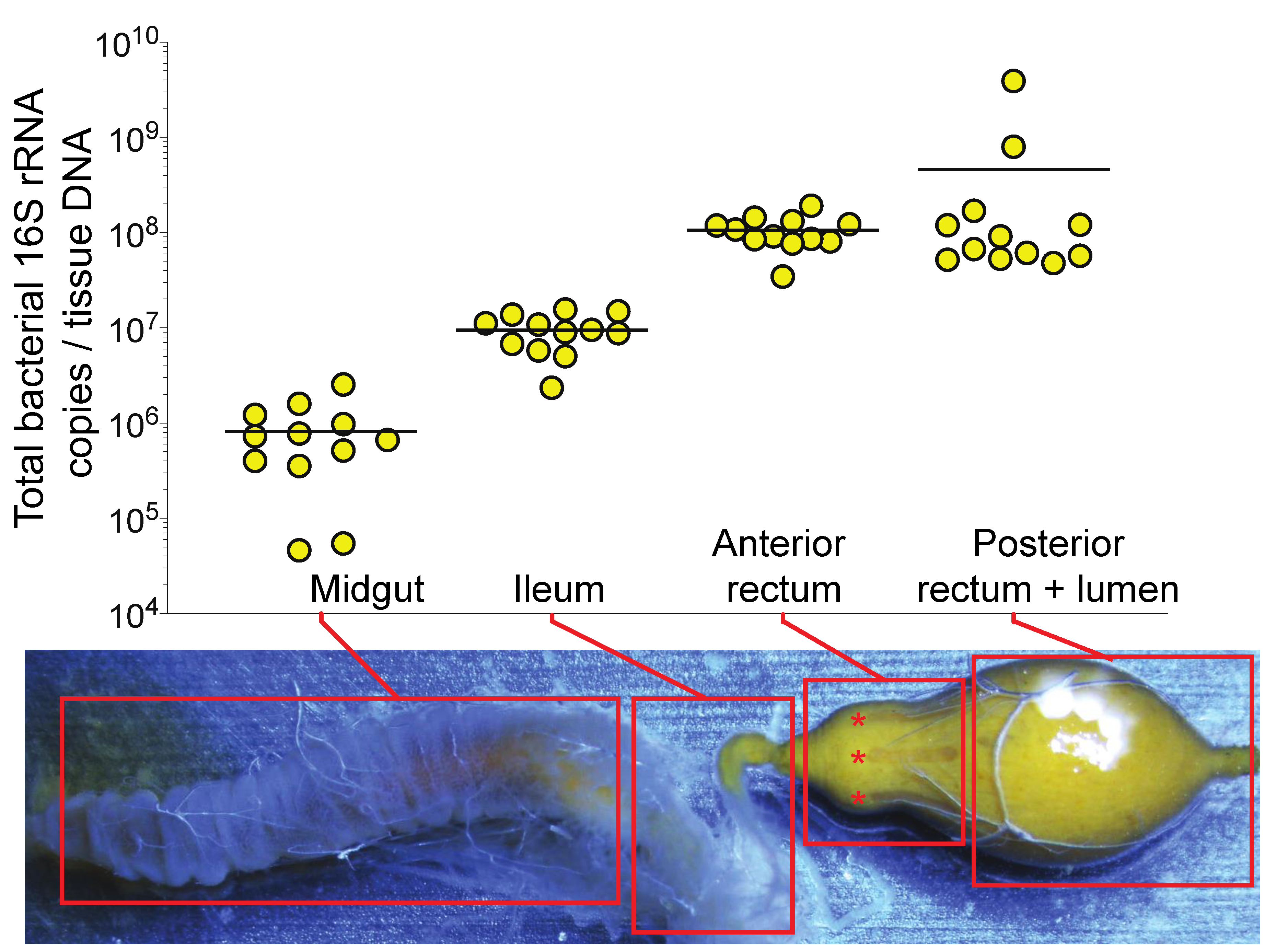 Insects 11 00291 g001 Insects 11 00291 g001