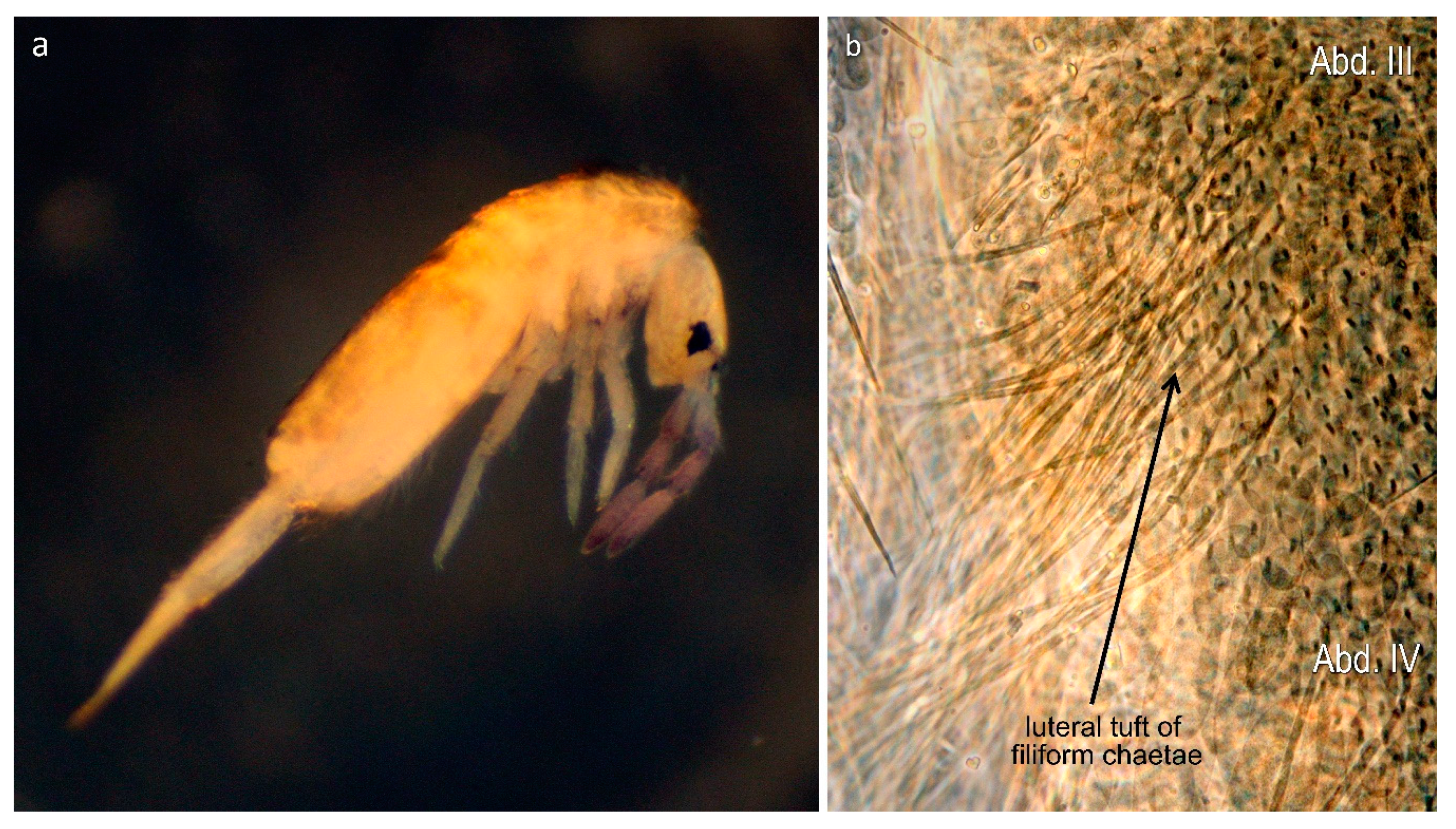 Insects 11 00302 g003 Insects 11 00302 g003