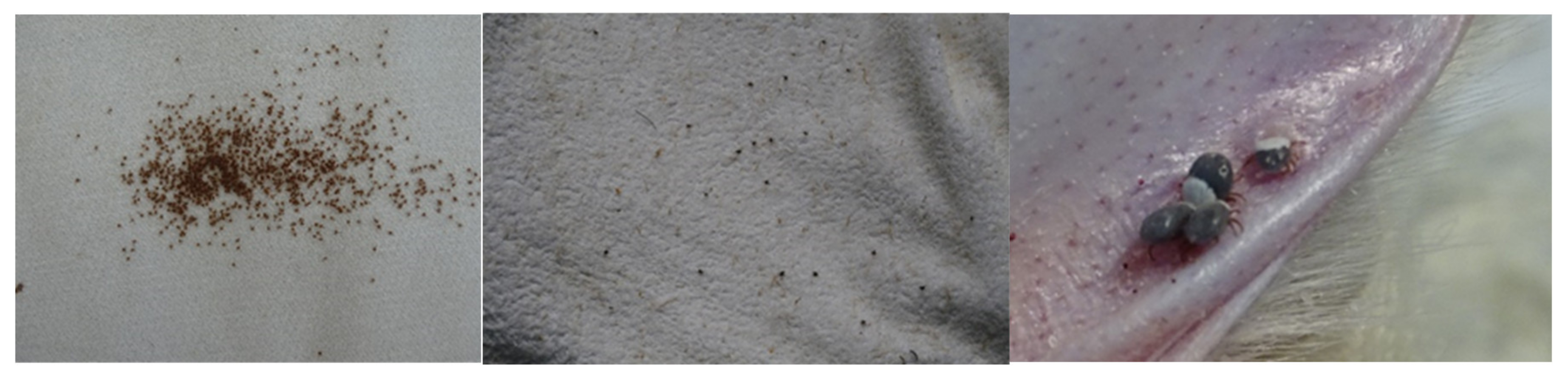 Insects 11 00303 g001