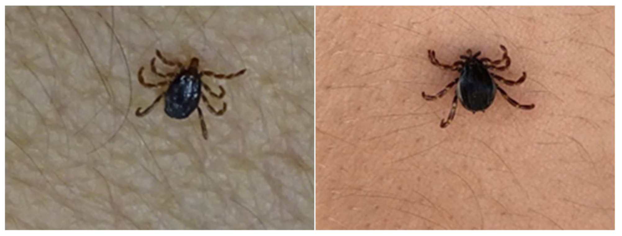 Insects 11 00303 g002