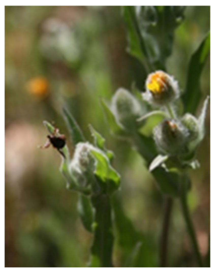 Insects 11 00303 g004