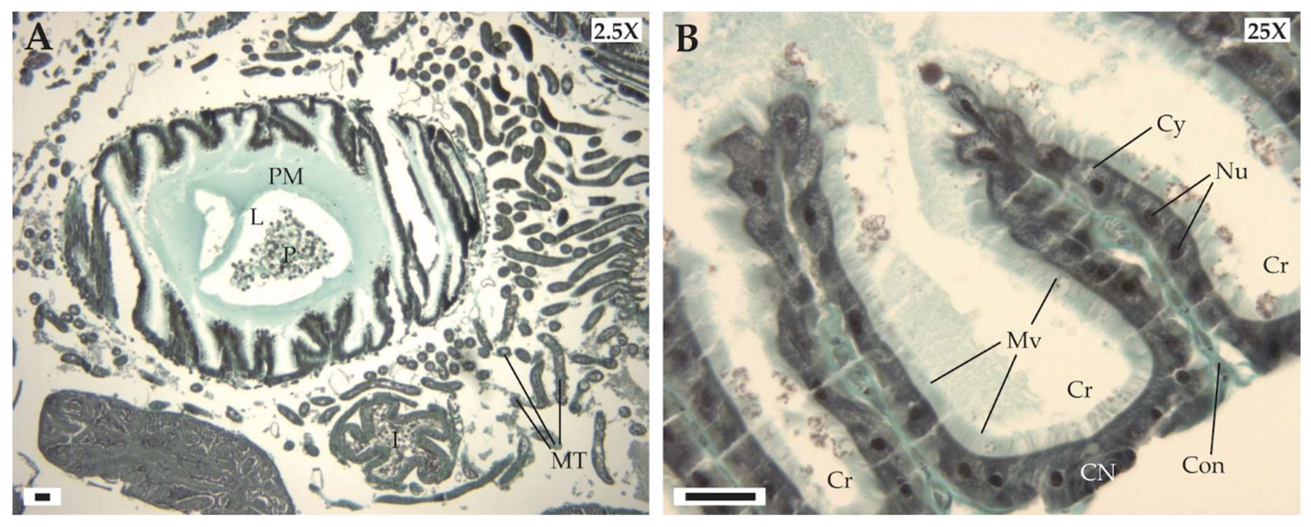 Insects 11 00304 g003 Insects 11 00304 g003