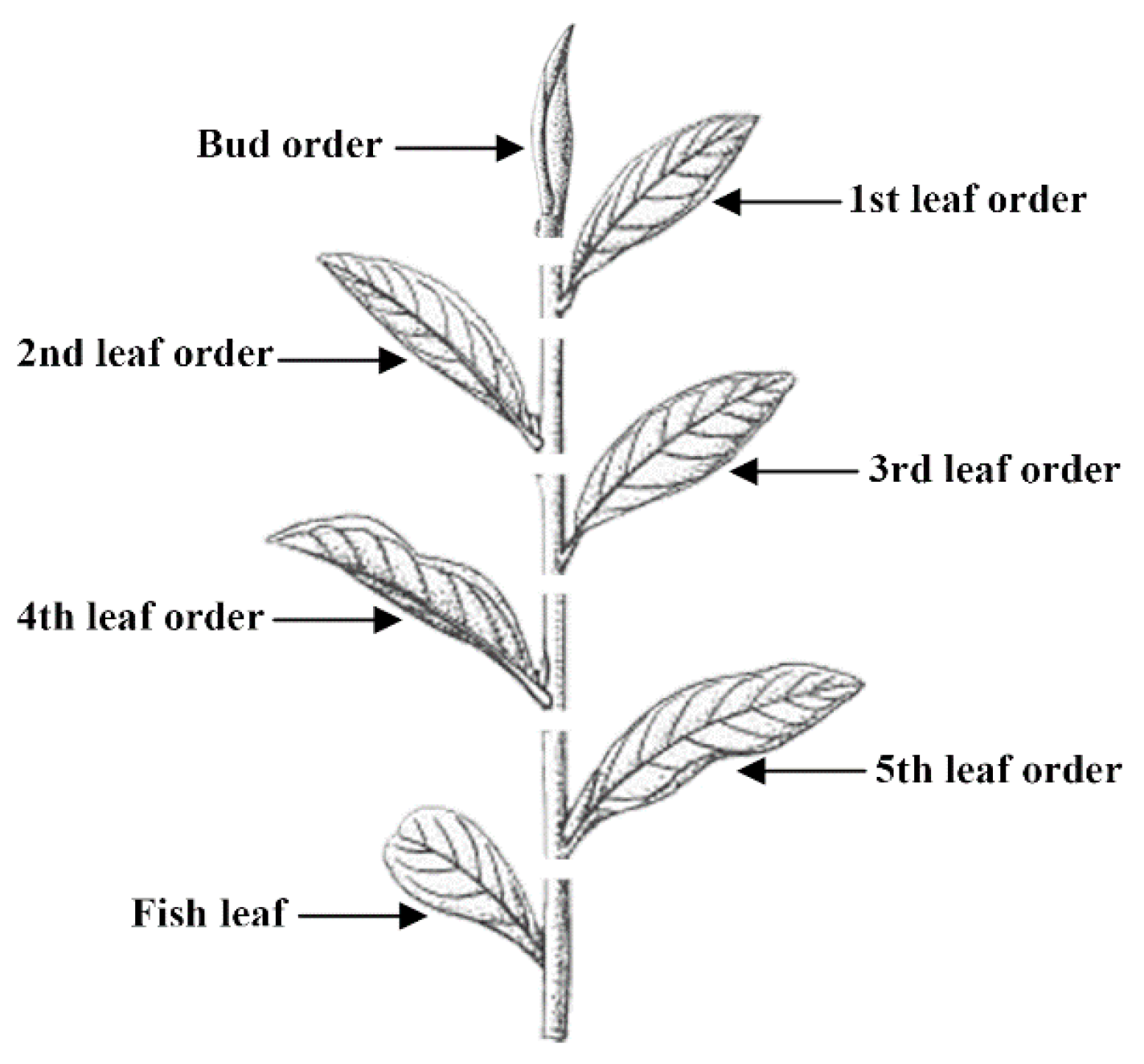 Insects 11 00338 g001