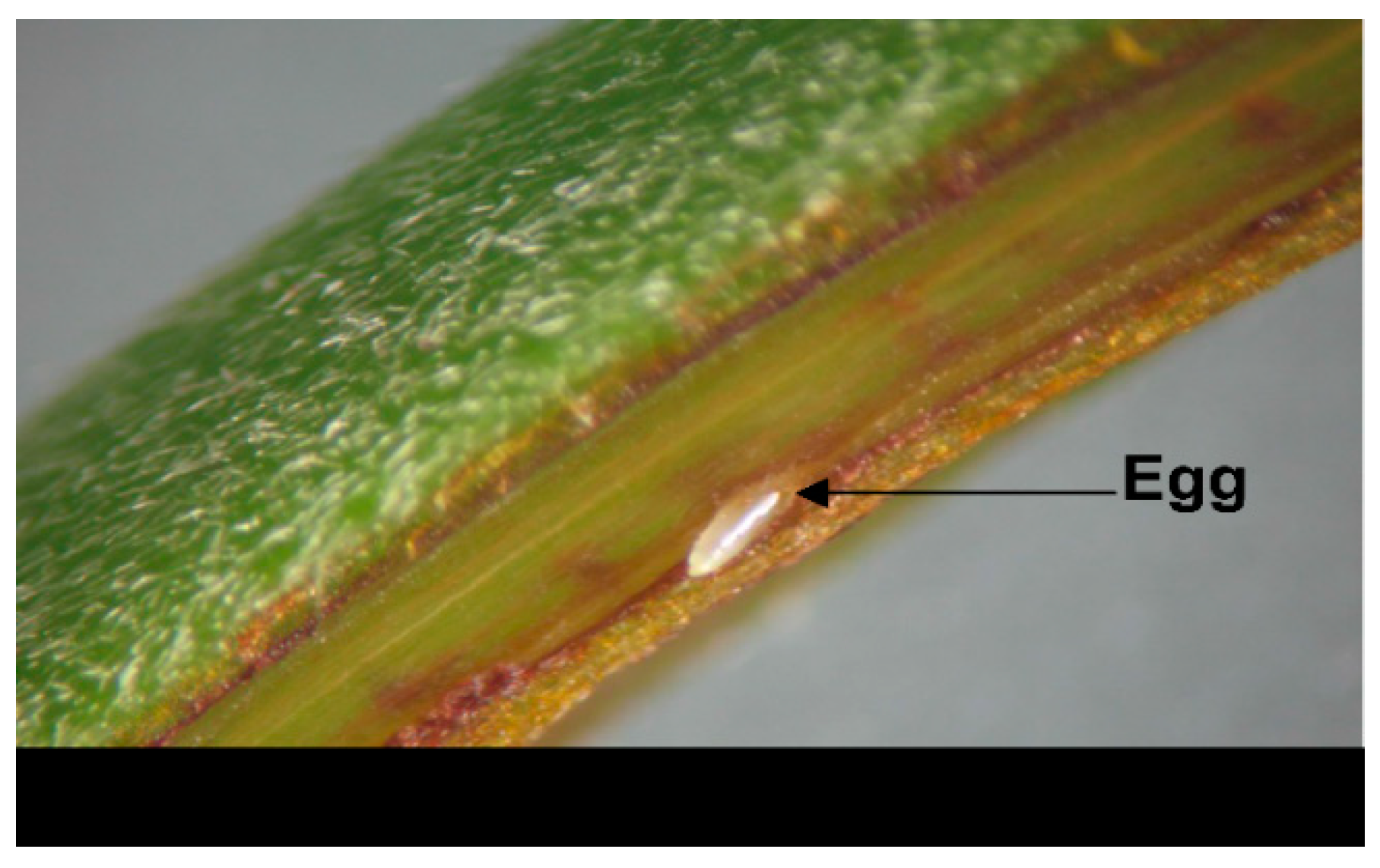 Insects 11 00338 g002