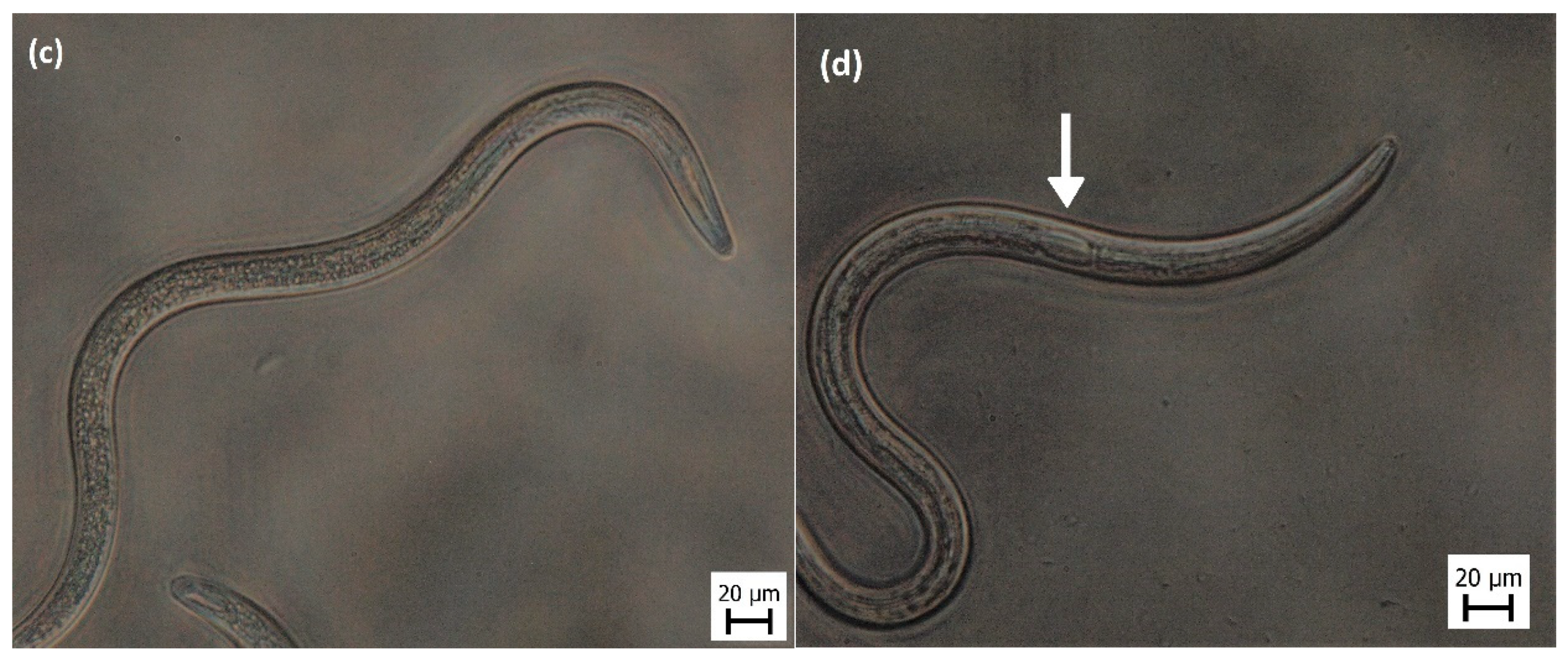 Insects 11 00353 g0a1b Insects 11 00353 g0a1b