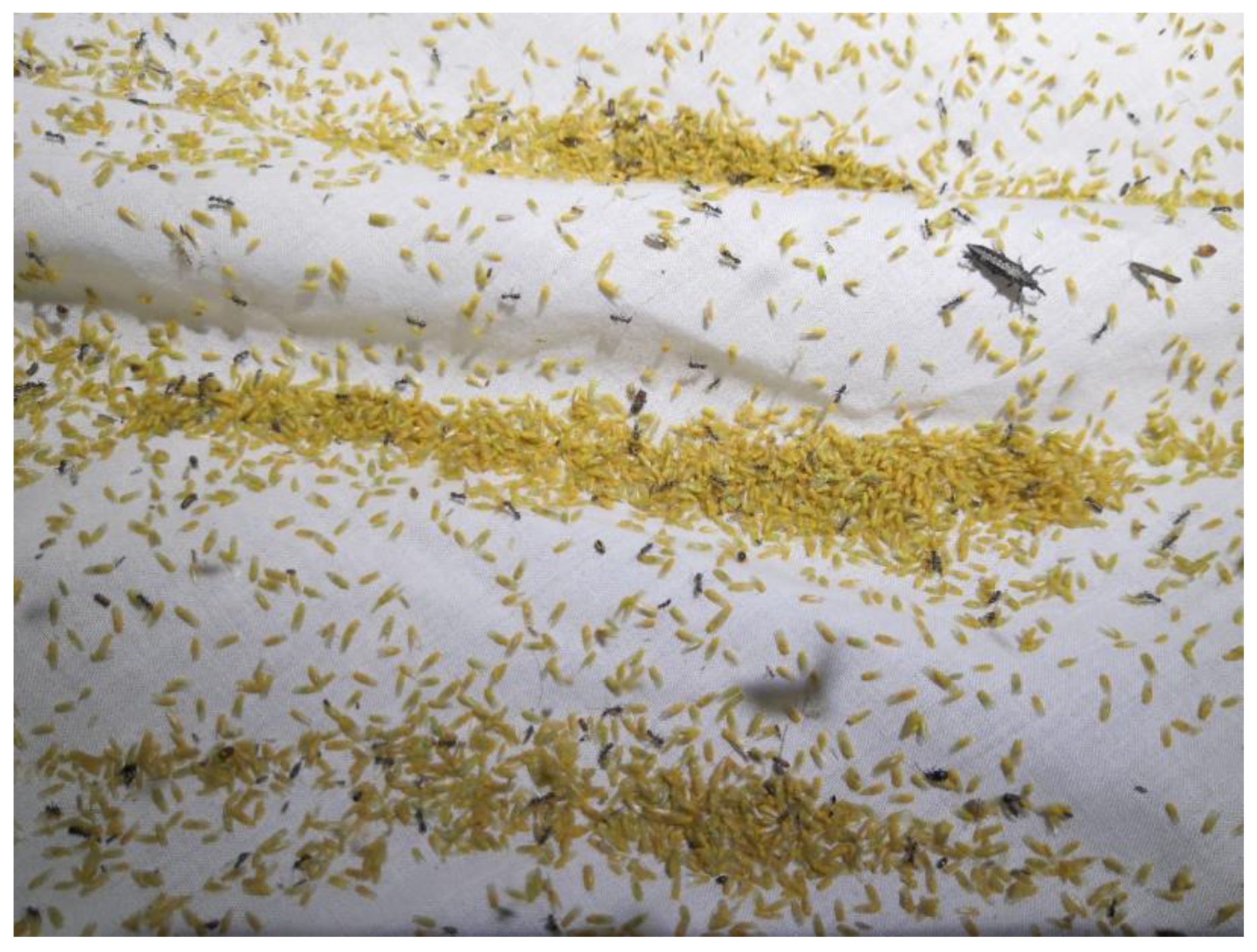 Insects 11 00354 g002 Insects 11 00354 g002