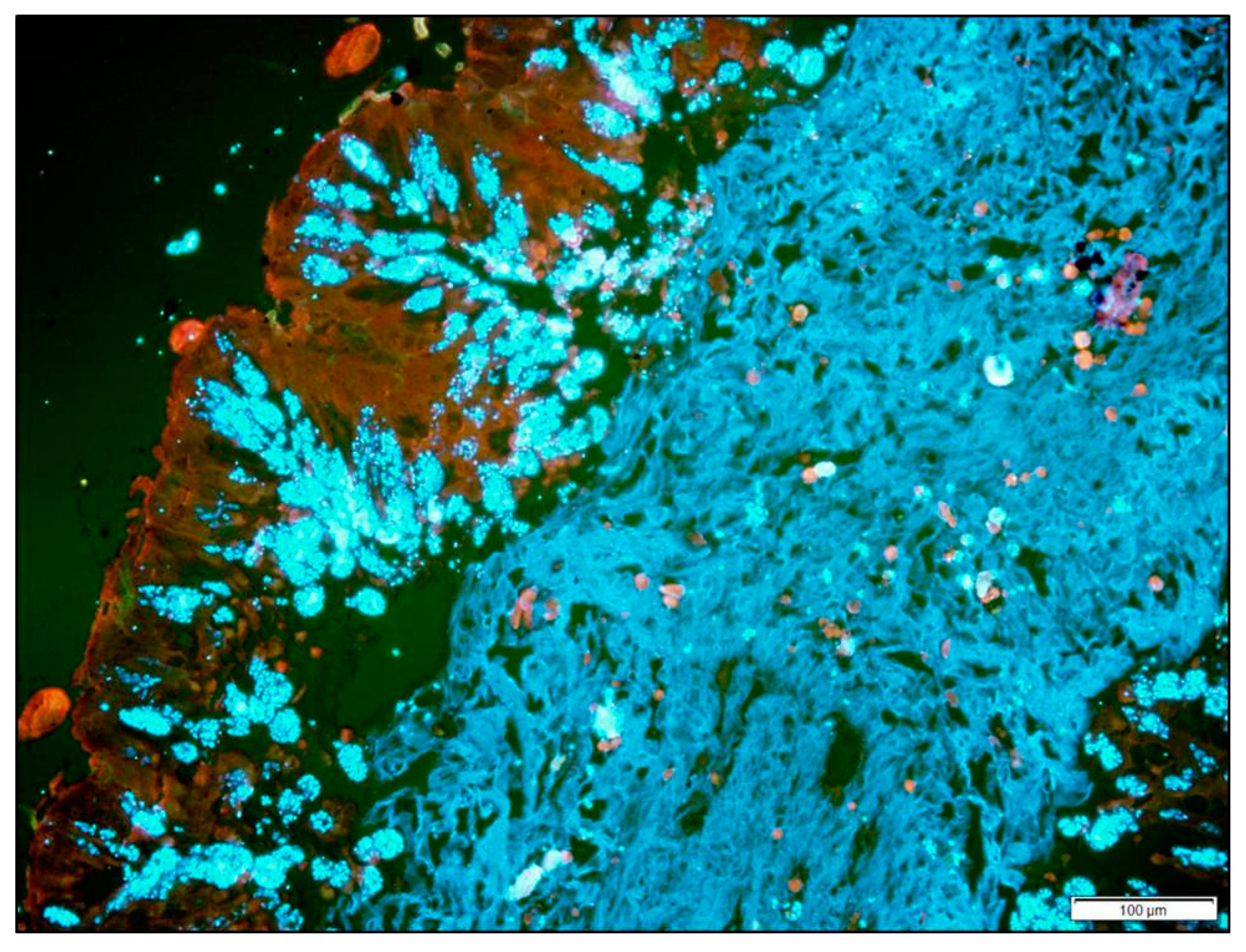 Insects 11 00362 g002 550