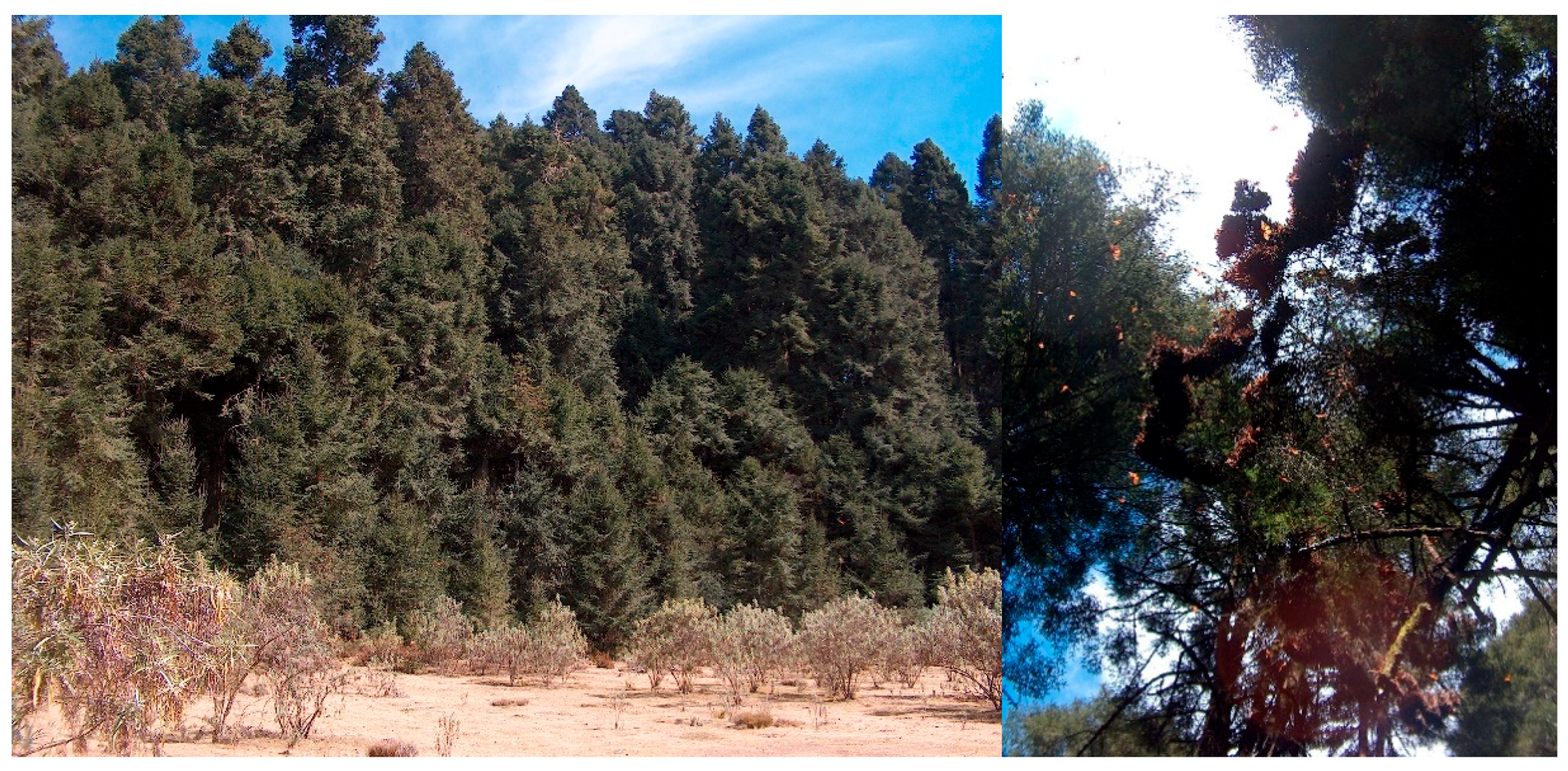 Insects 11 00384 g005