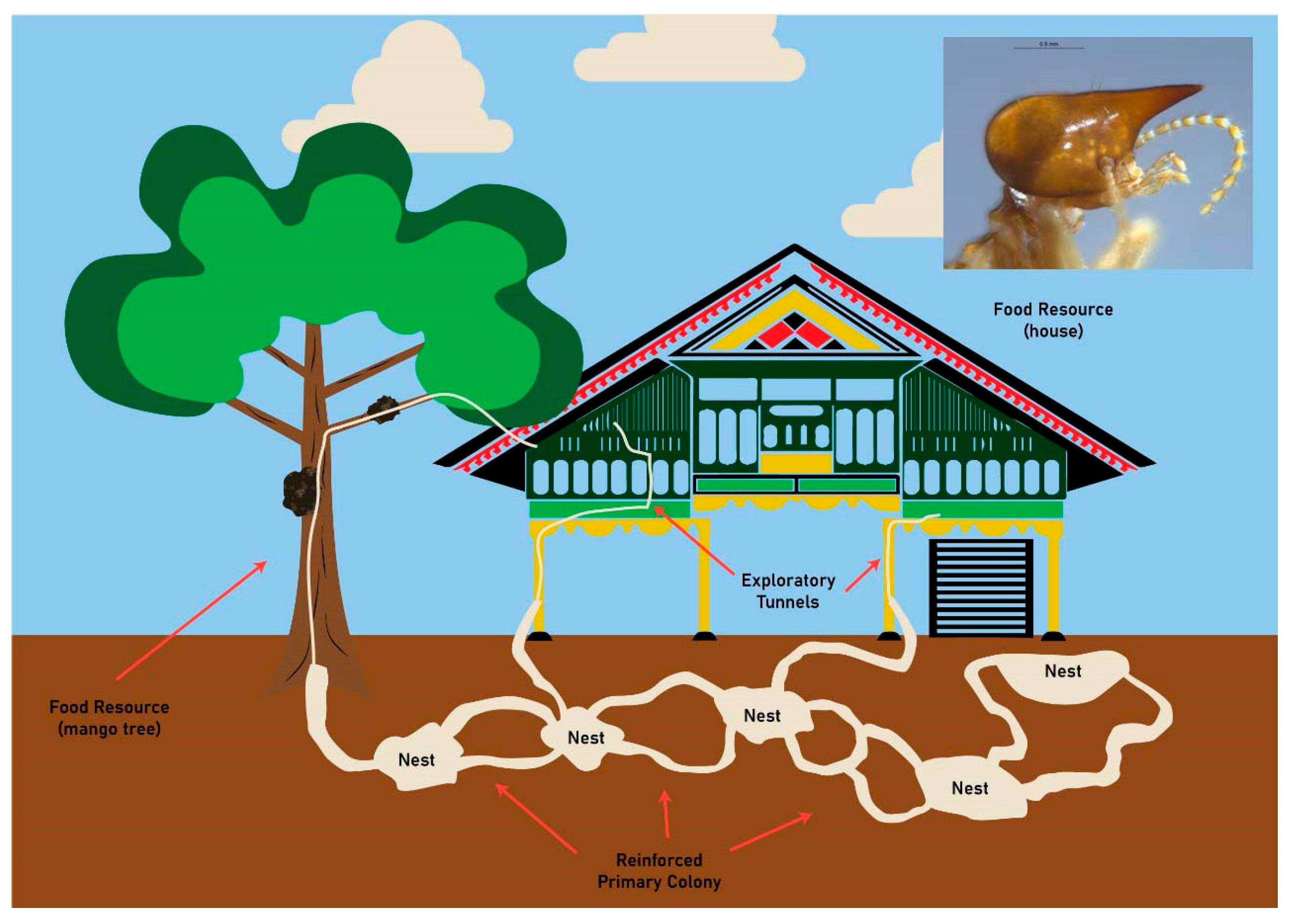 Insects 11 00385 g004 Insects 11 00385 g004