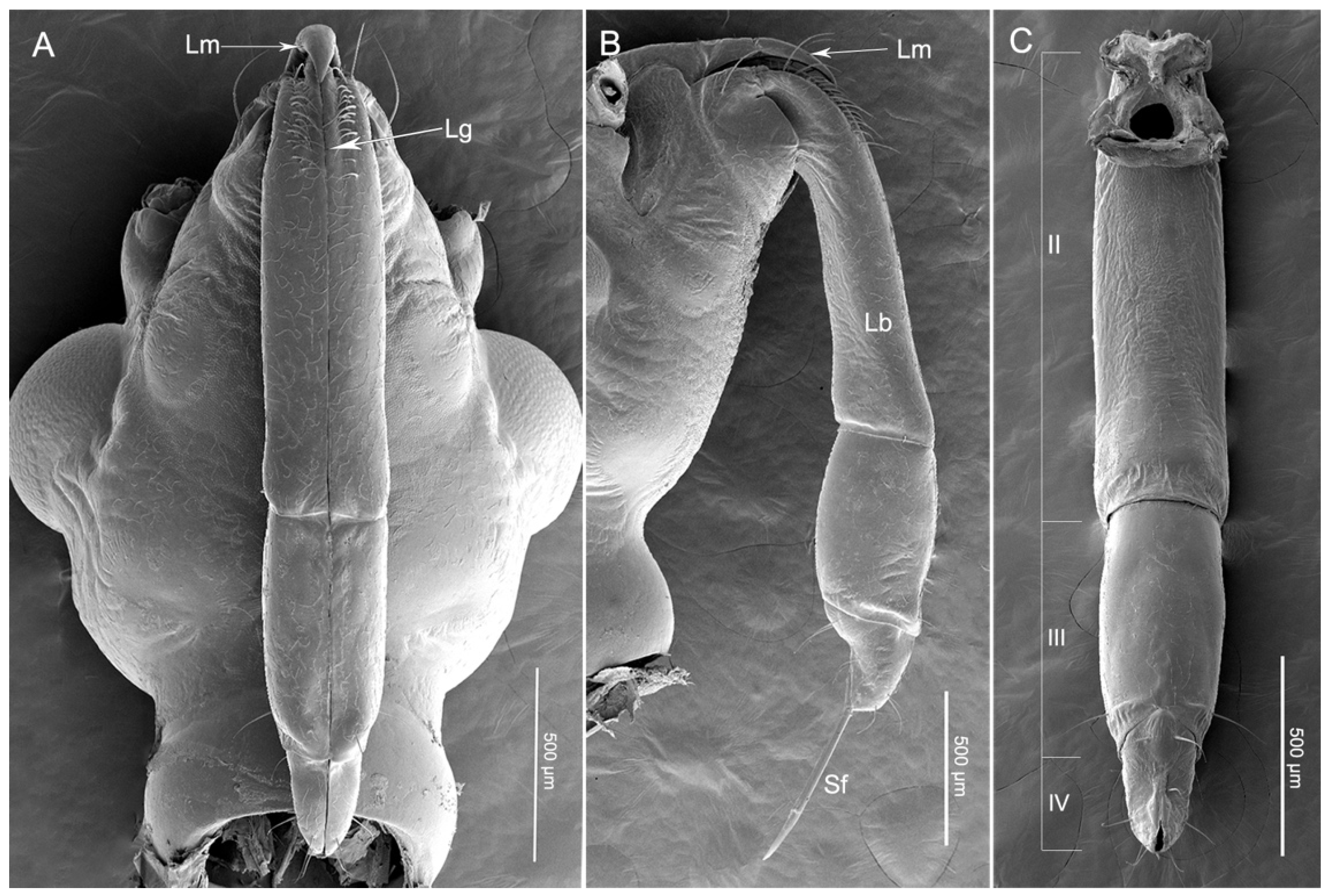 Insects 11 00386 g001 Insects 11 00386 g001