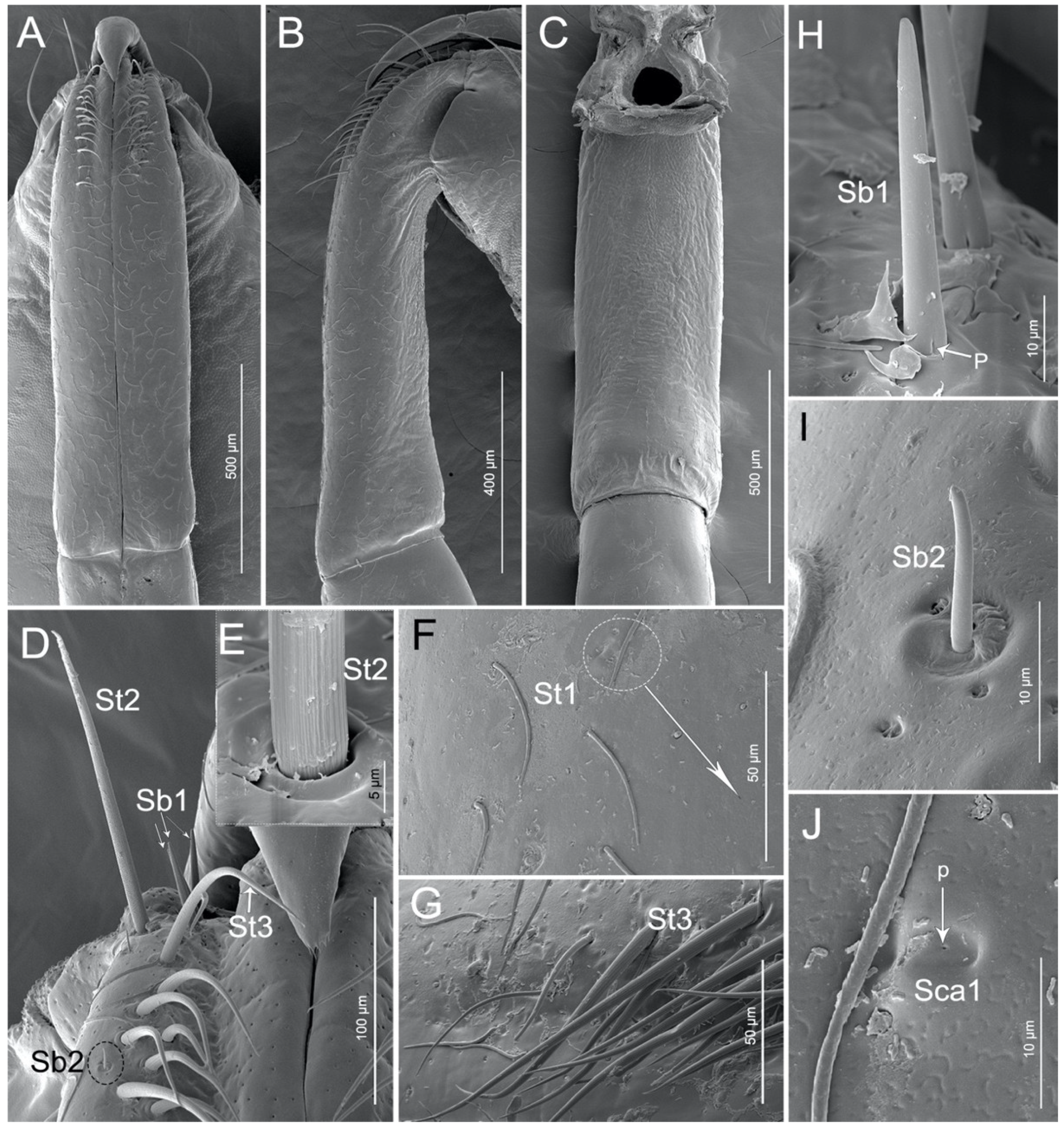 Insects 11 00386 g003 Insects 11 00386 g003