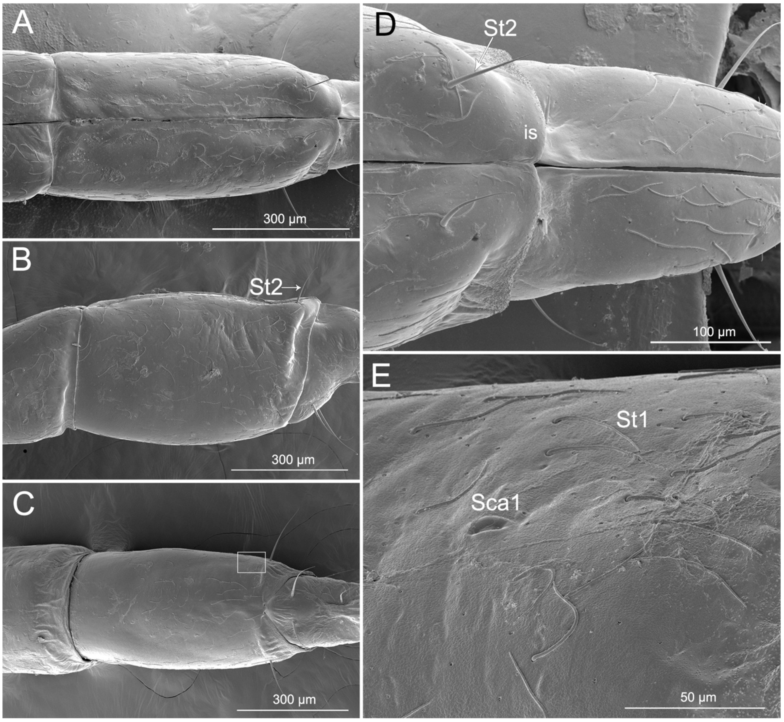 Insects 11 00386 g004 Insects 11 00386 g004