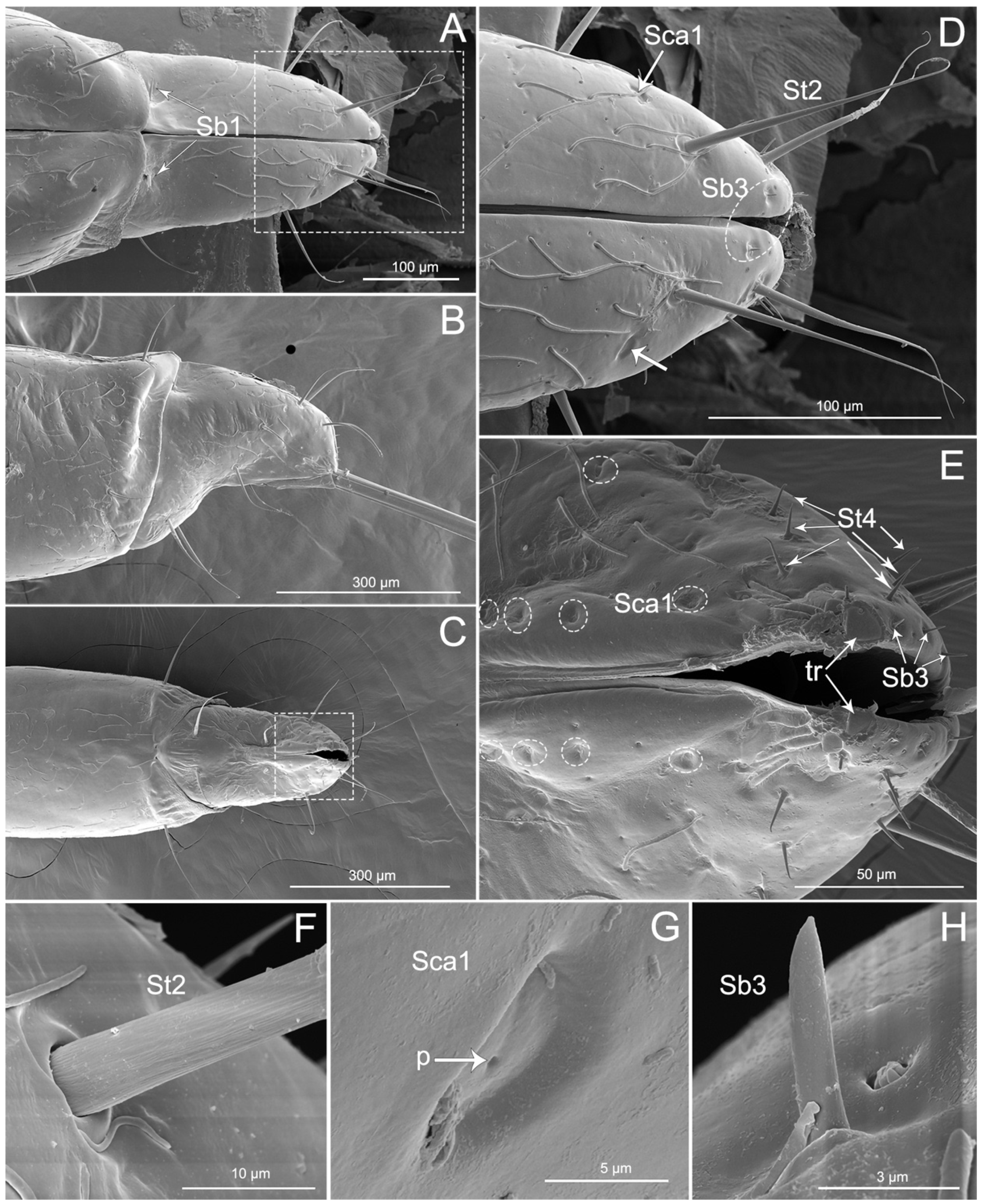 Insects 11 00386 g005 Insects 11 00386 g005