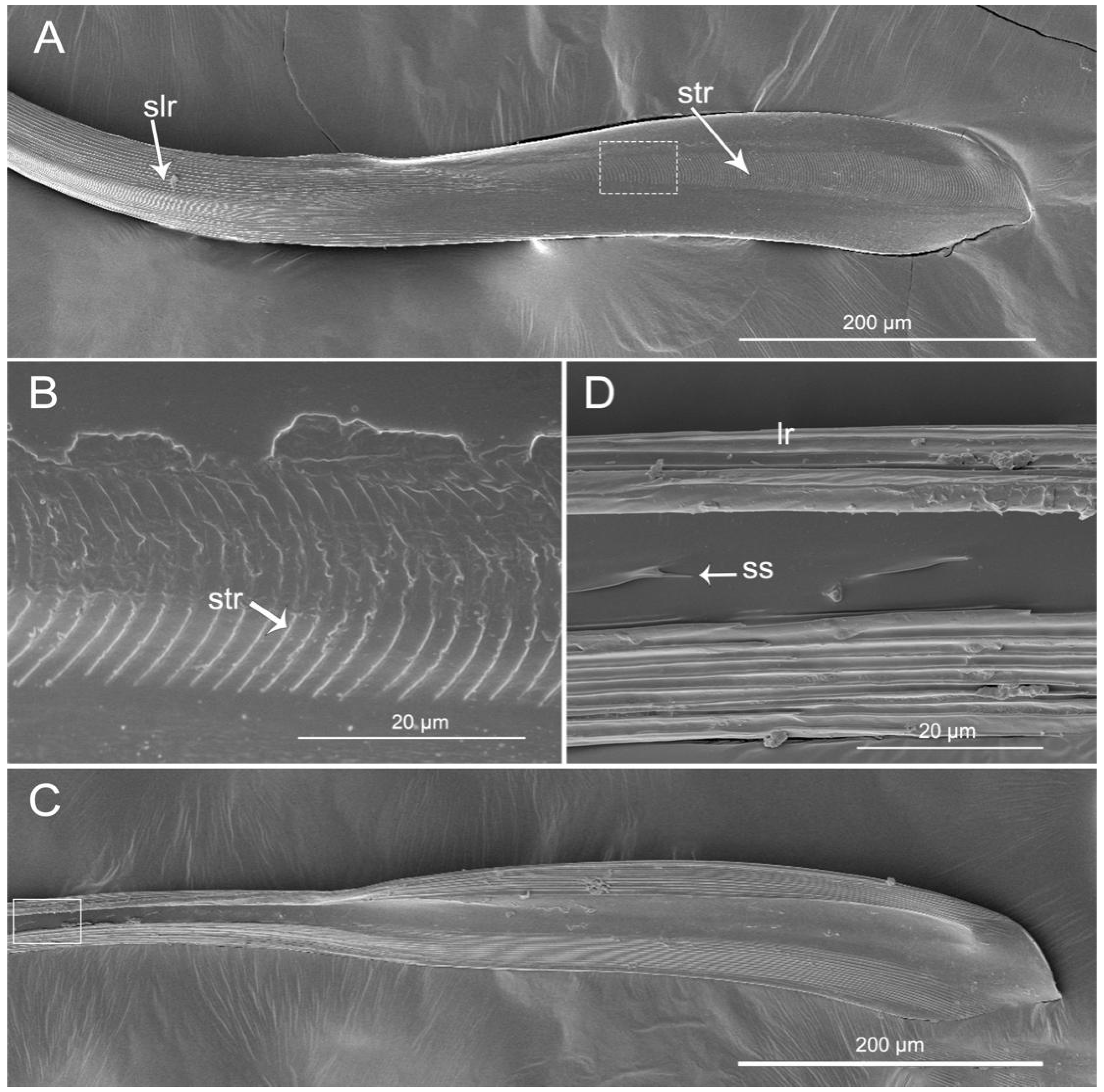 Insects 11 00386 g007 Insects 11 00386 g007