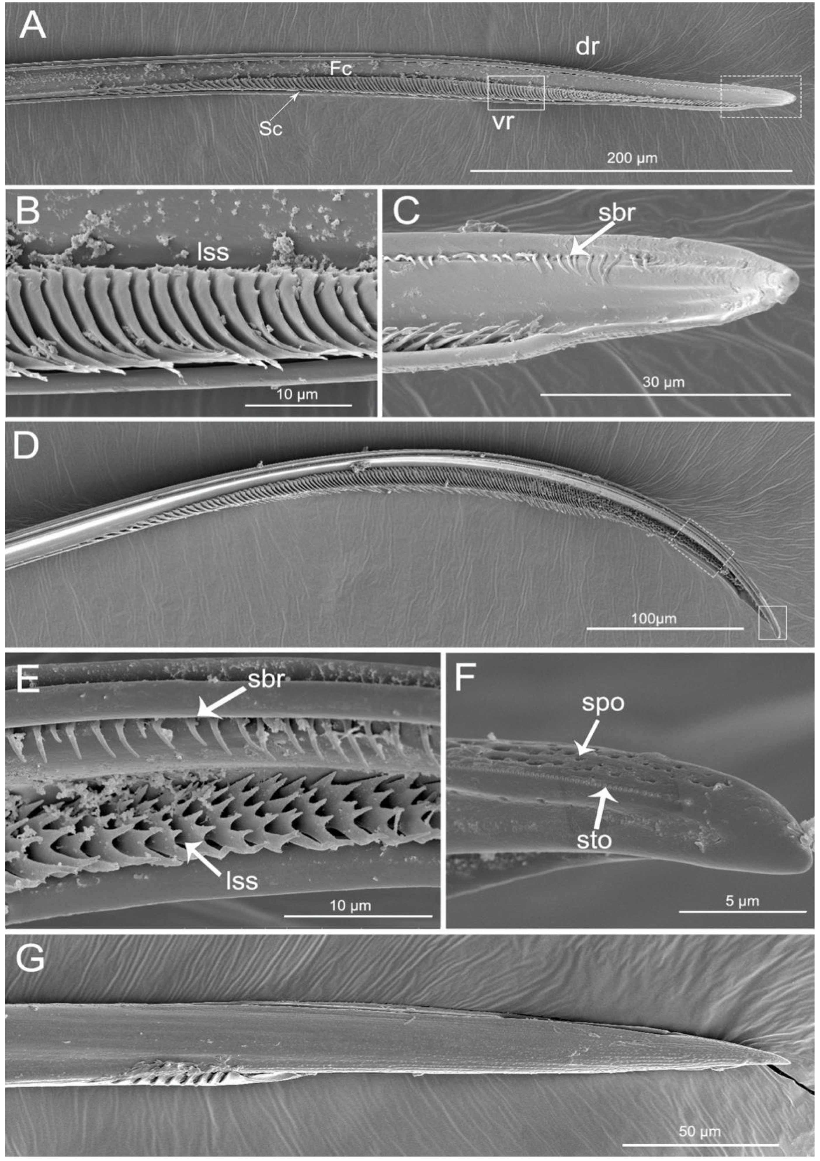 Insects 11 00386 g008 Insects 11 00386 g008
