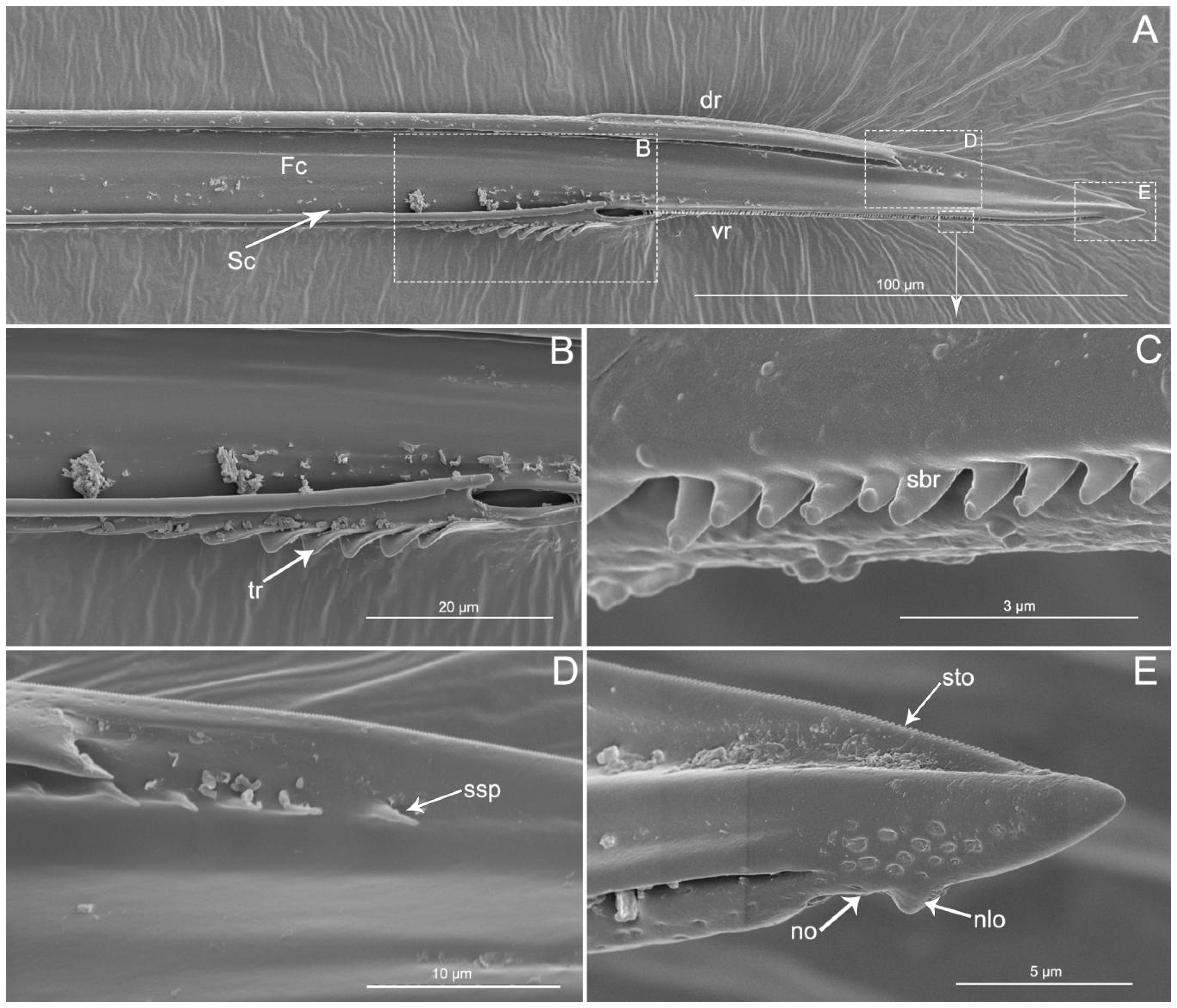 Insects 11 00386 g009 Insects 11 00386 g009