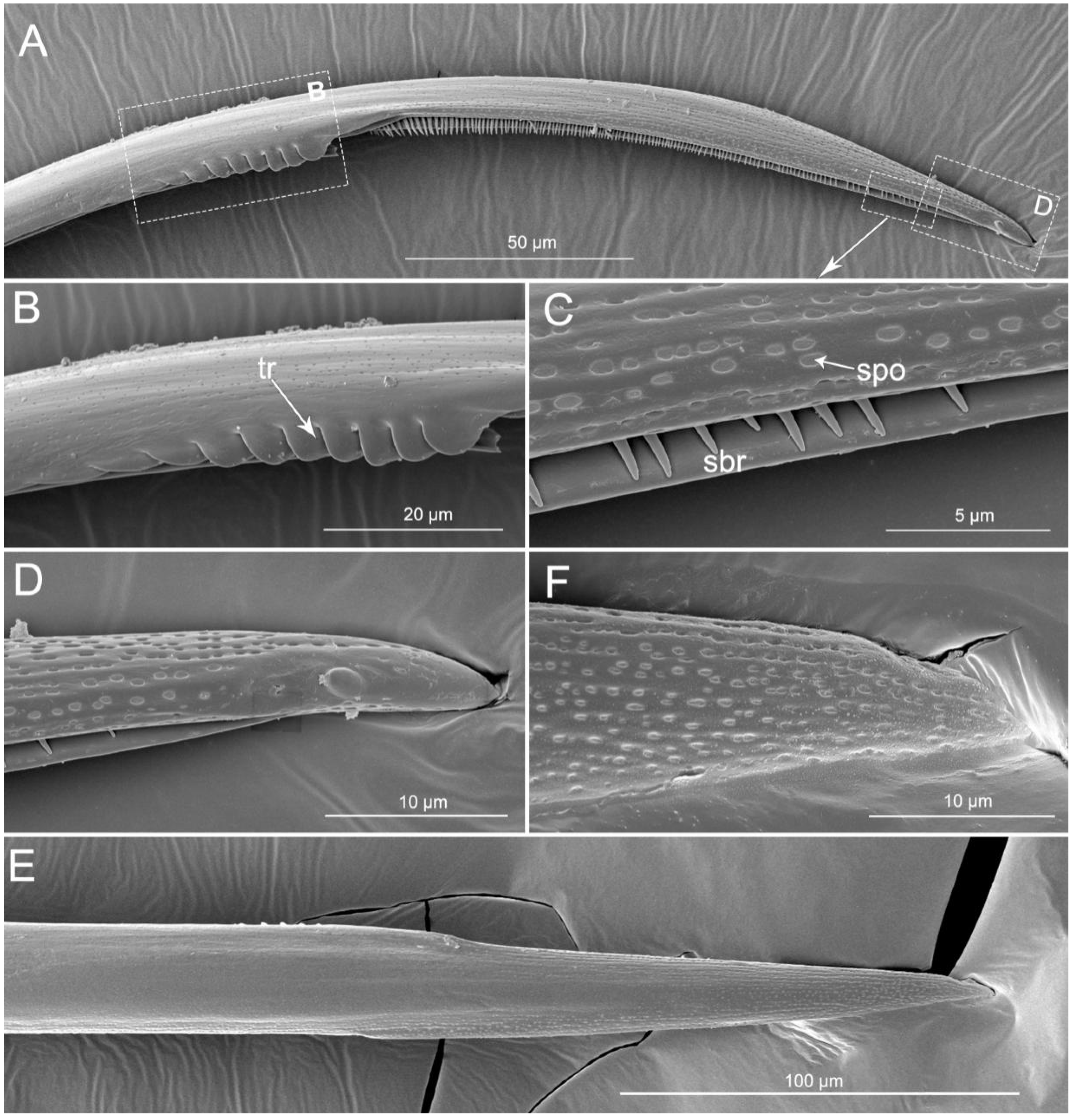 Insects 11 00386 g010 Insects 11 00386 g010